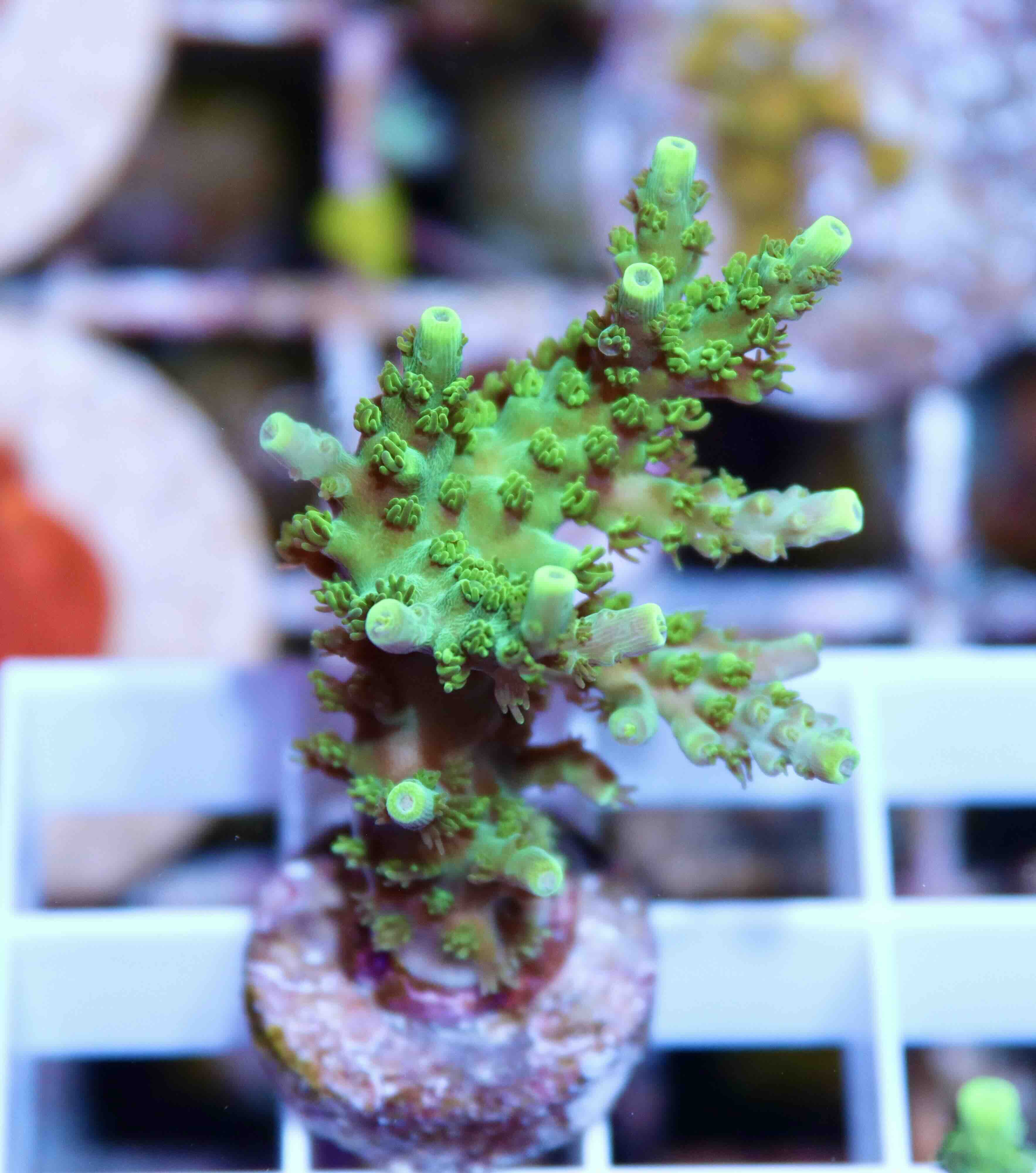Acropora Coral Sea (S/M), WYSIWYG018.75