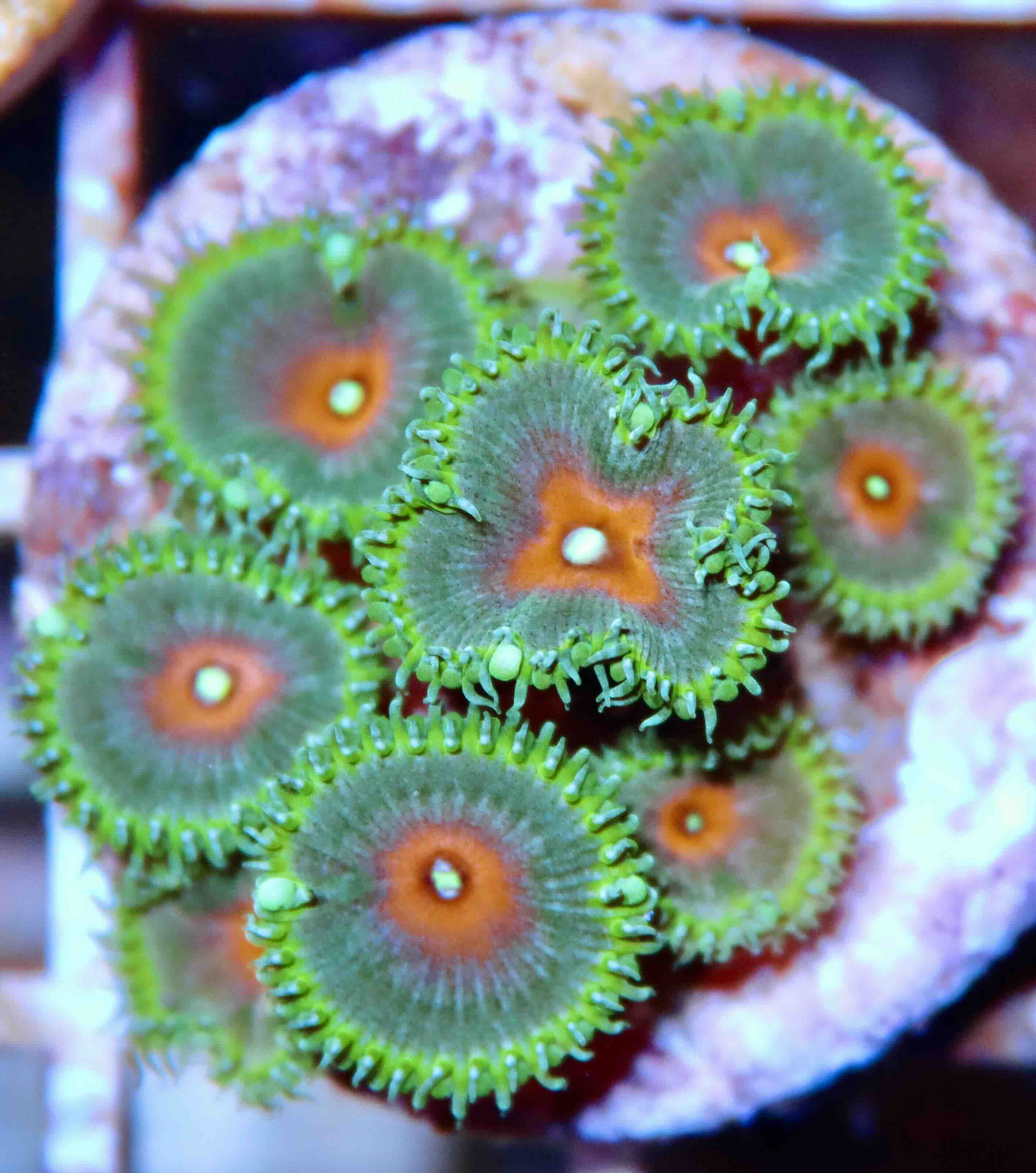 Palythoa Captain America