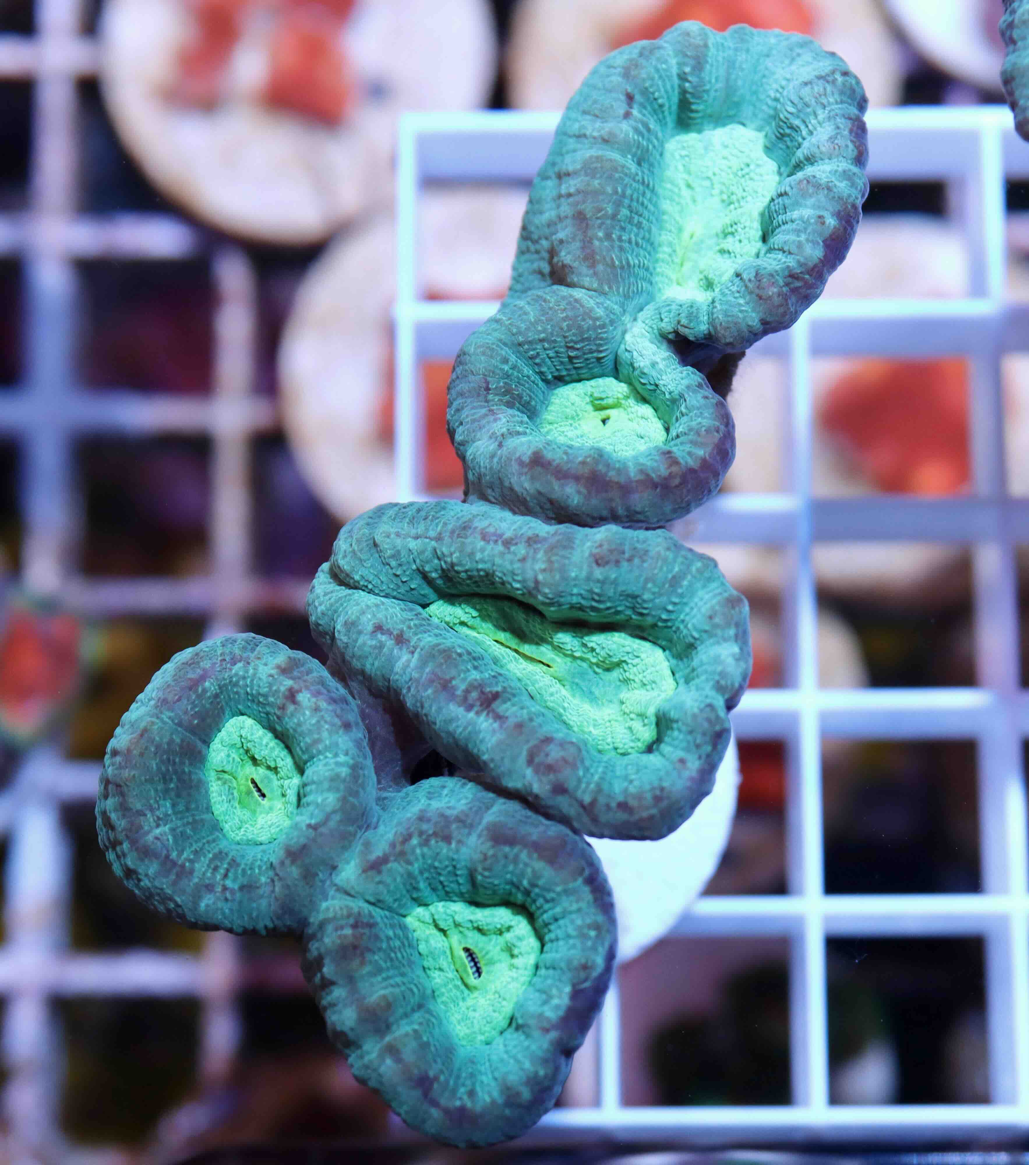 Caulastraea echinulata (L)