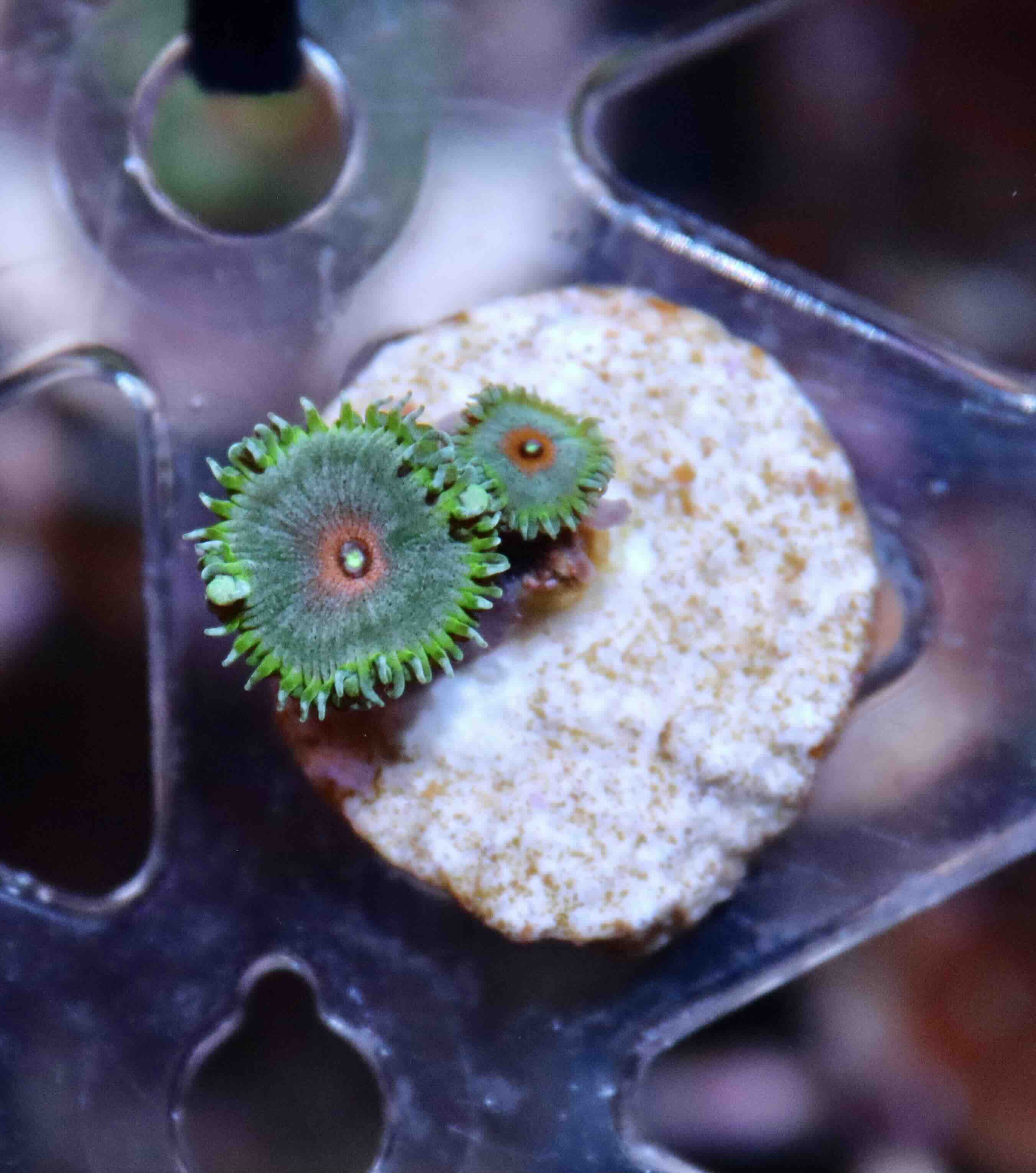 Zoanthus Captain America, WYSIWYG109.1