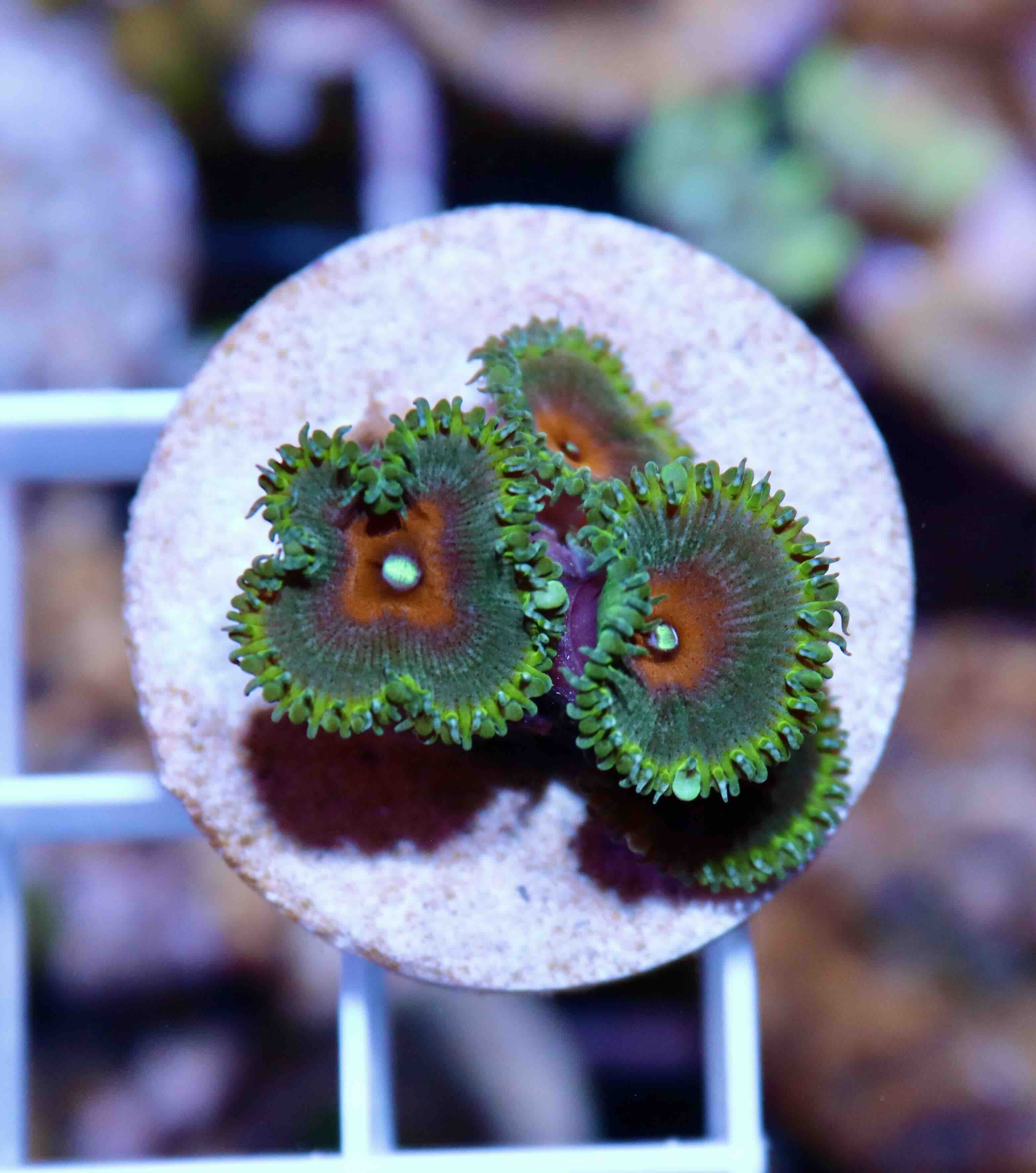 Zoanthus Captain America, WYSIWYG109.3