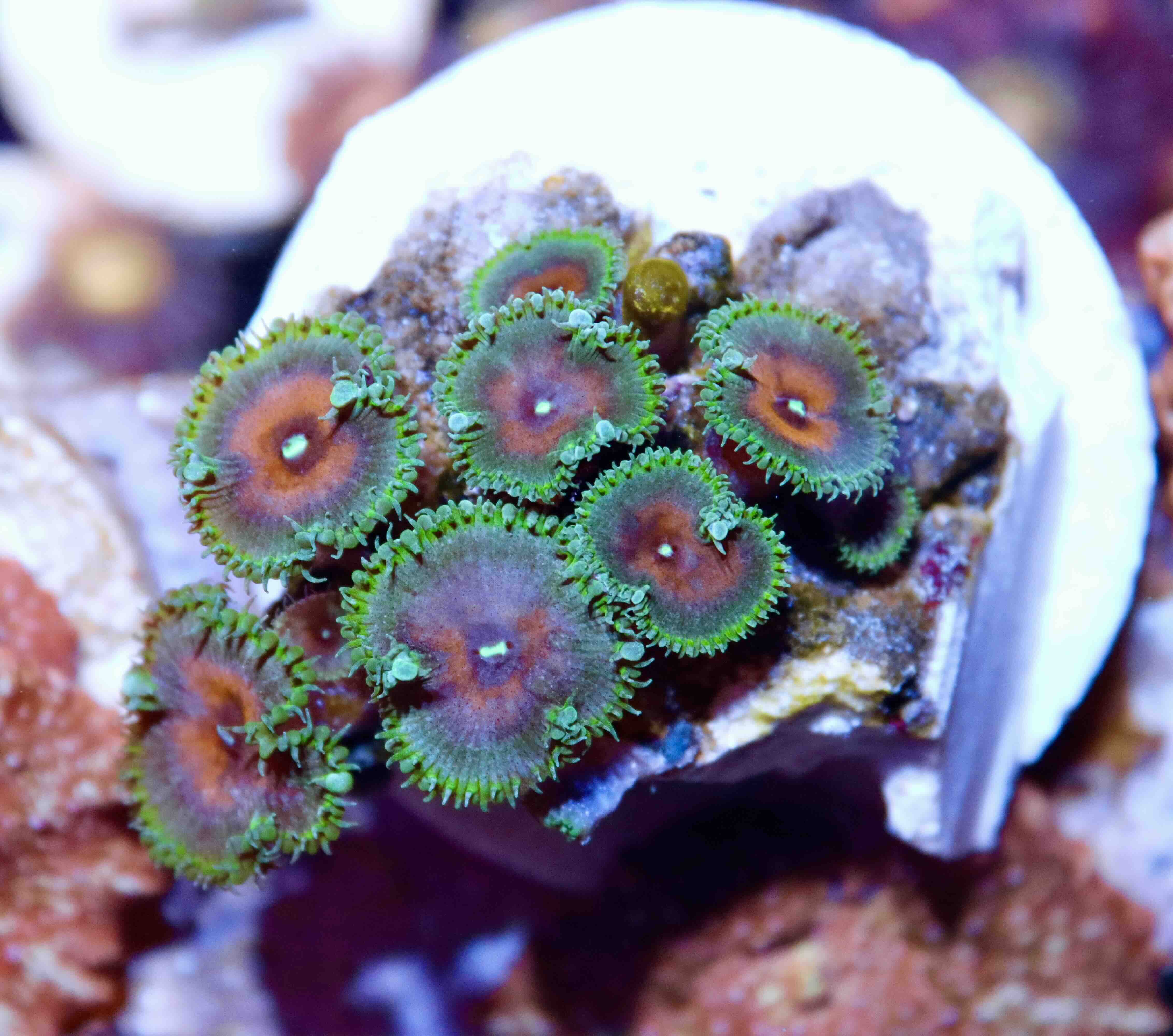 Zoanthus Captain America, WYSIWYG109.4