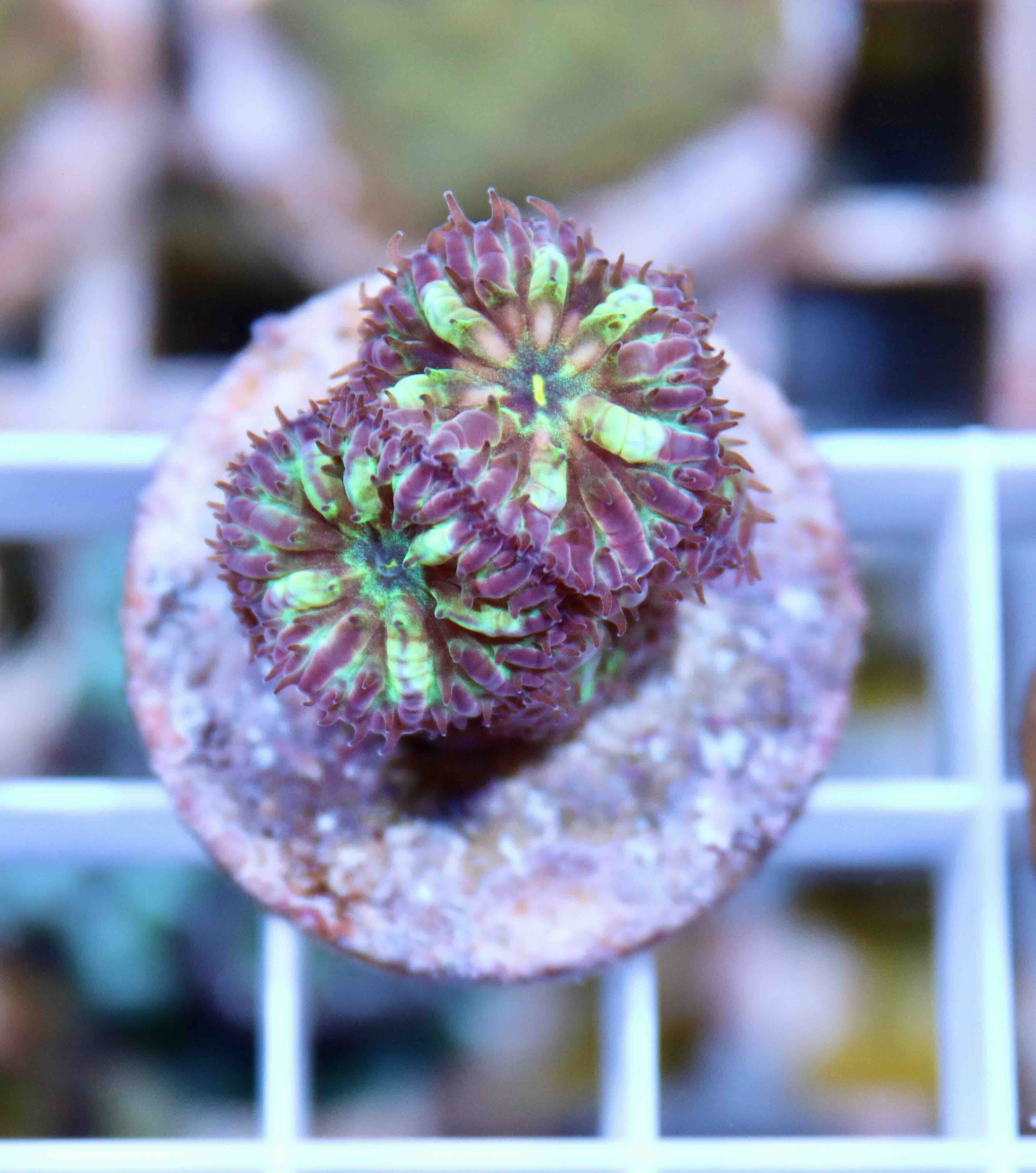 Blastomussa merletti "Frozen Eclipse" (S/M), WYSIWYG65.1