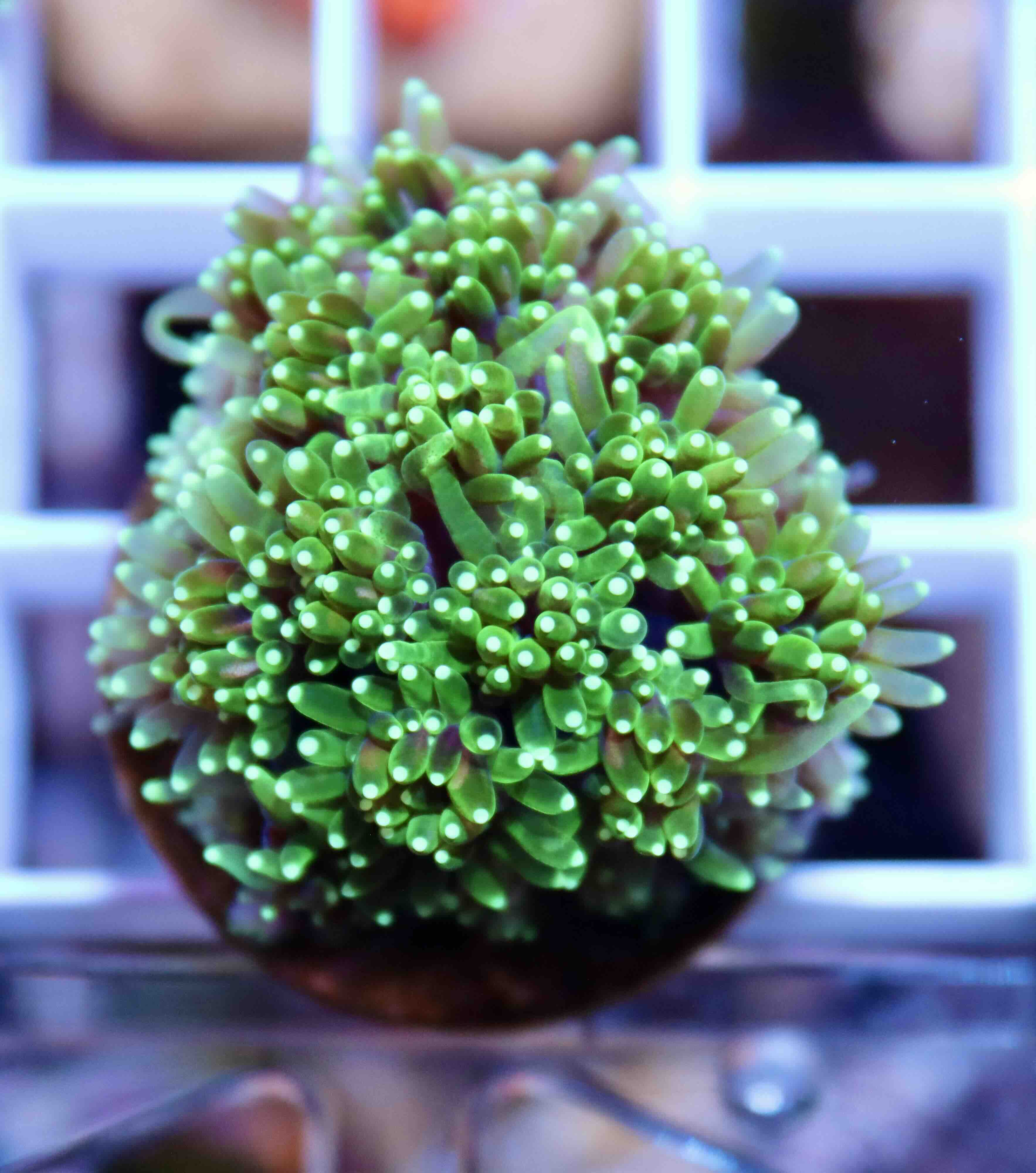 Galaxea Green (M/L), WYSIWYG56.1