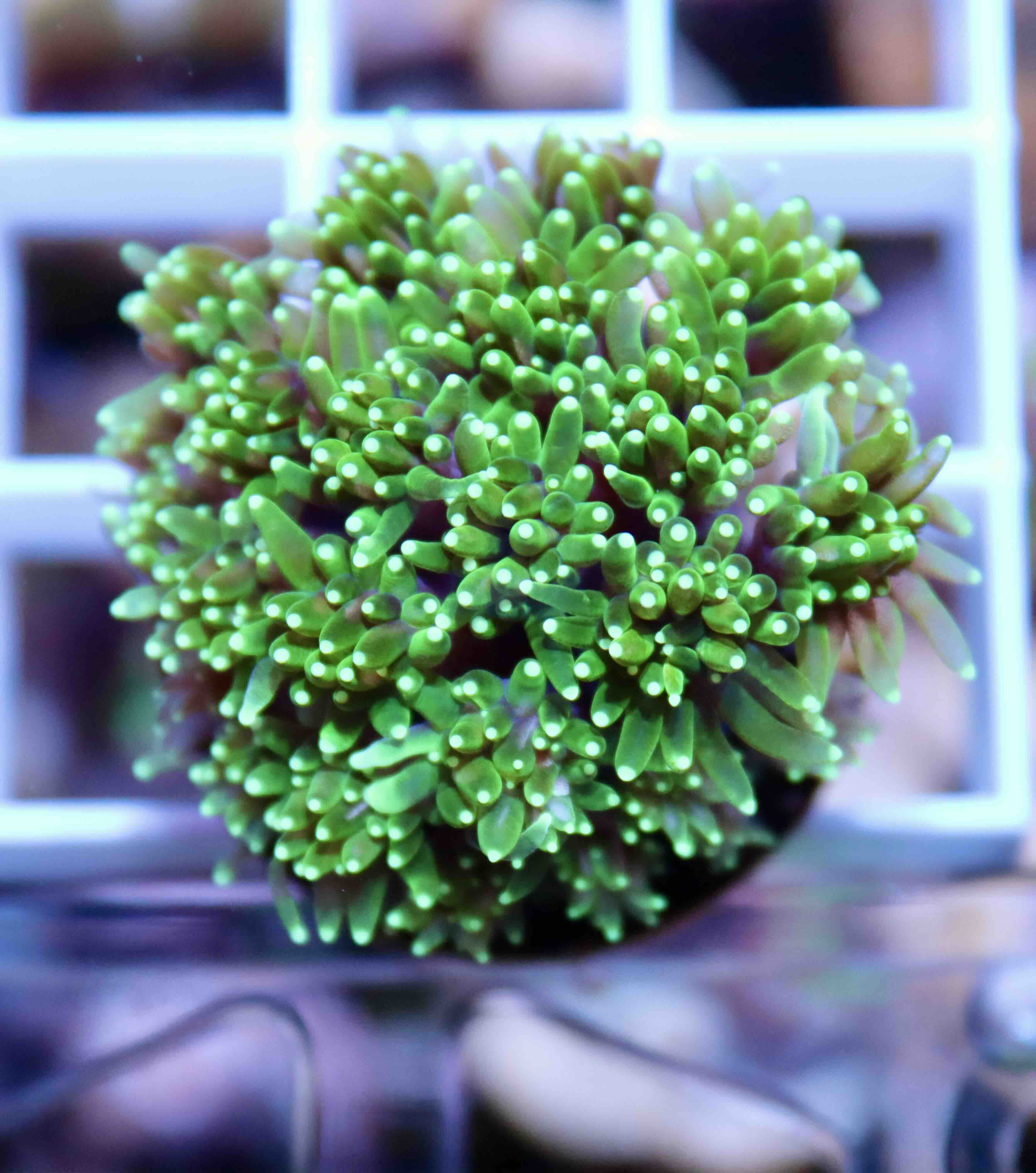 Galaxea Green (M/L), WYSIWYG56.3