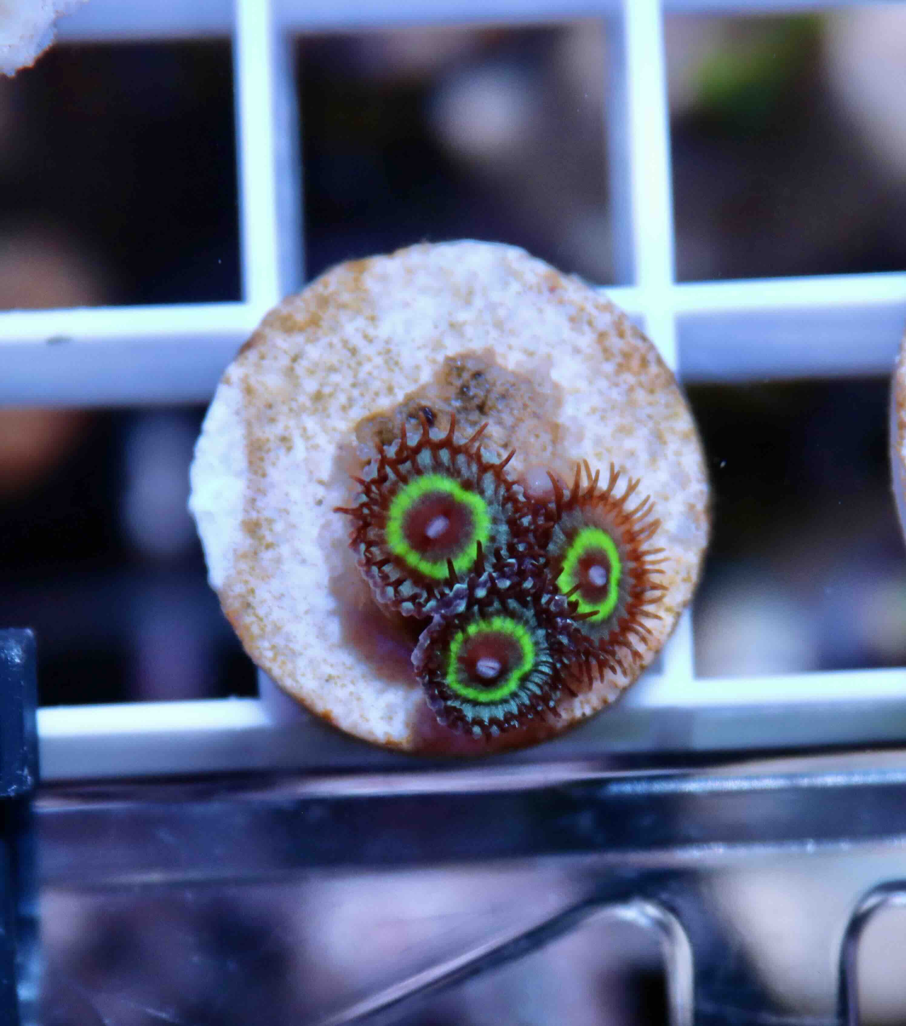 Zoanthus "WOW Paly", WYSIWYG105.4