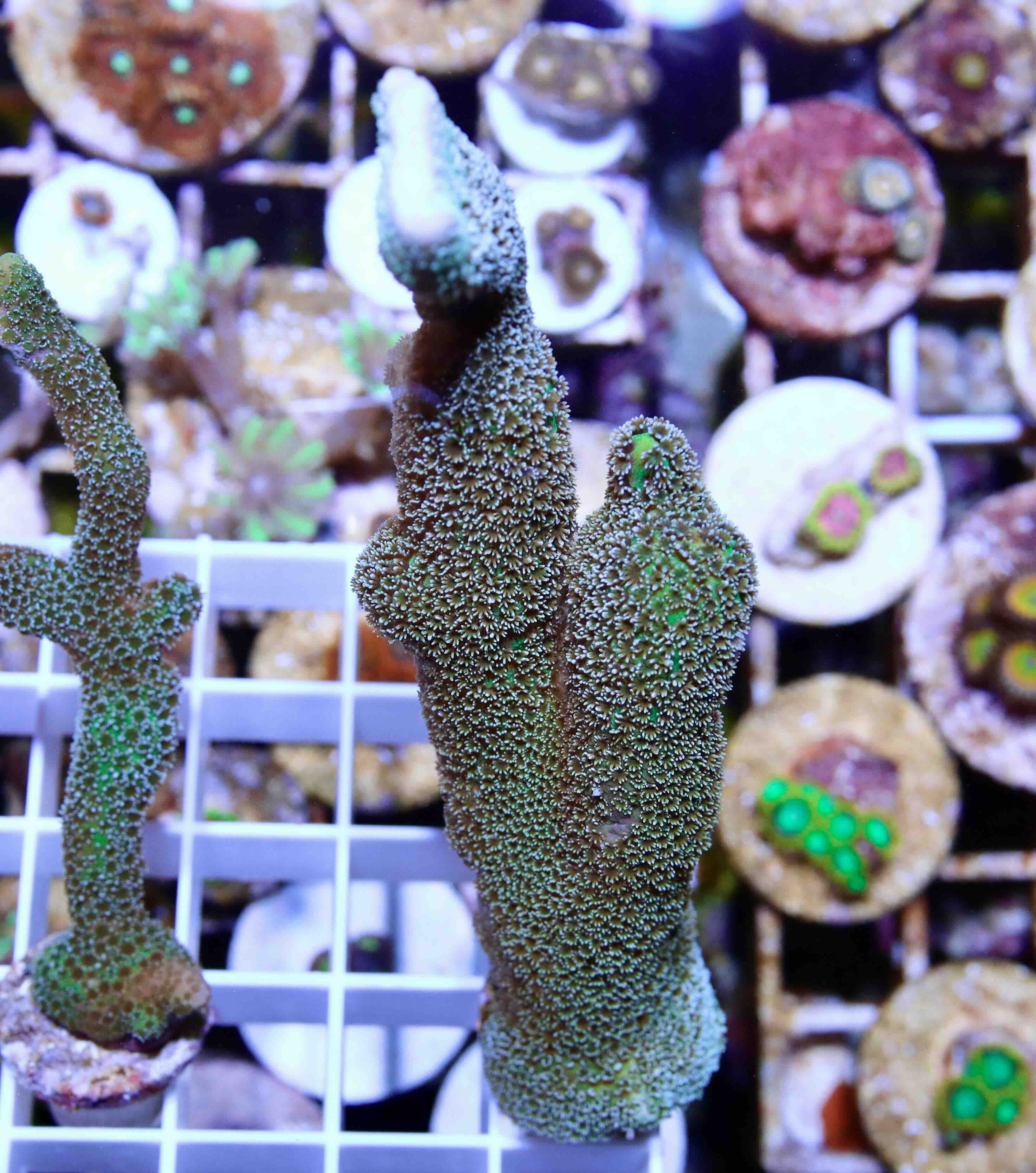 Montipora digitata "blue" (M/L), WYSIWYG30.7