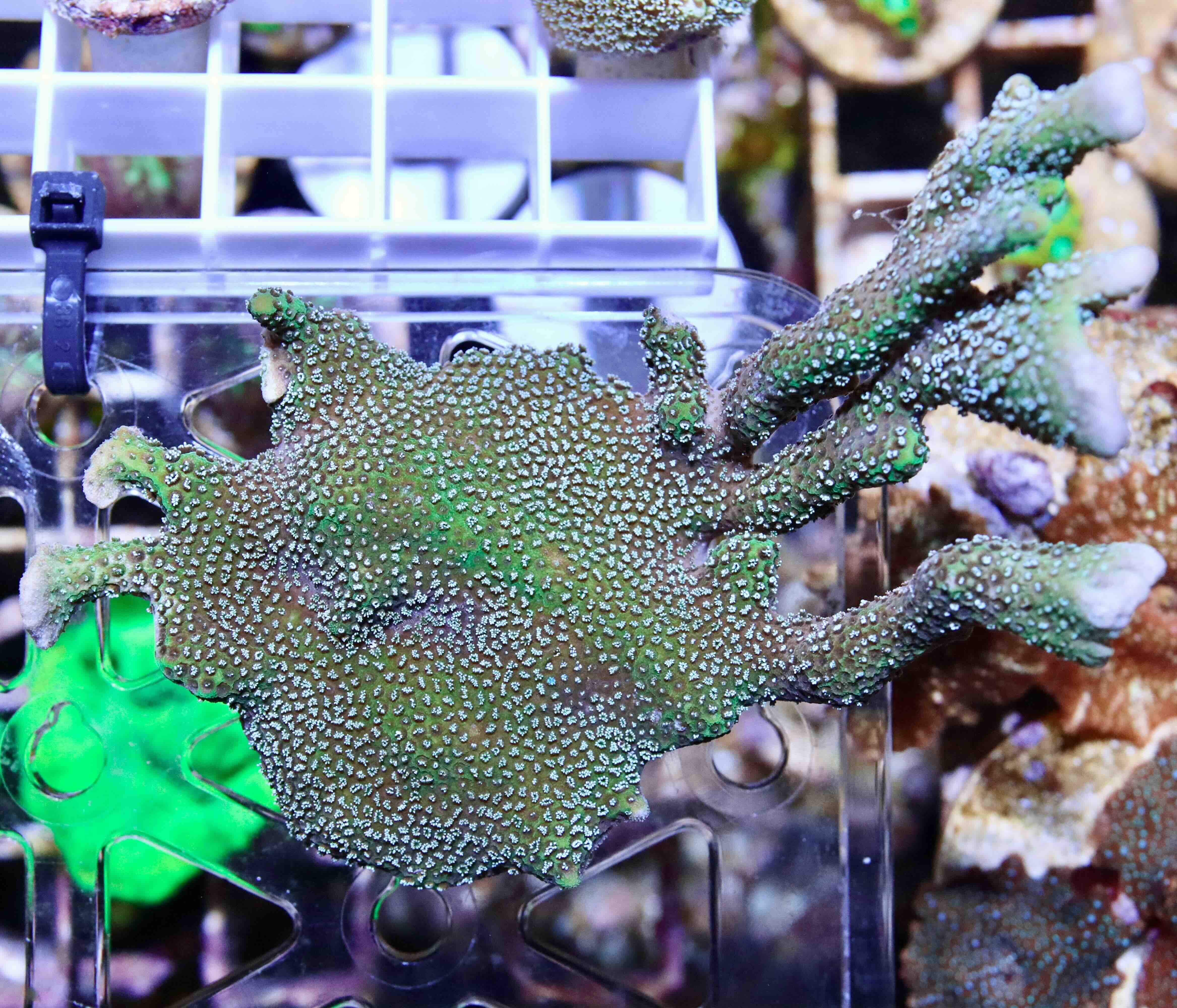 Montipora digitata "blue" (L/XL), WYSIWYG30.3