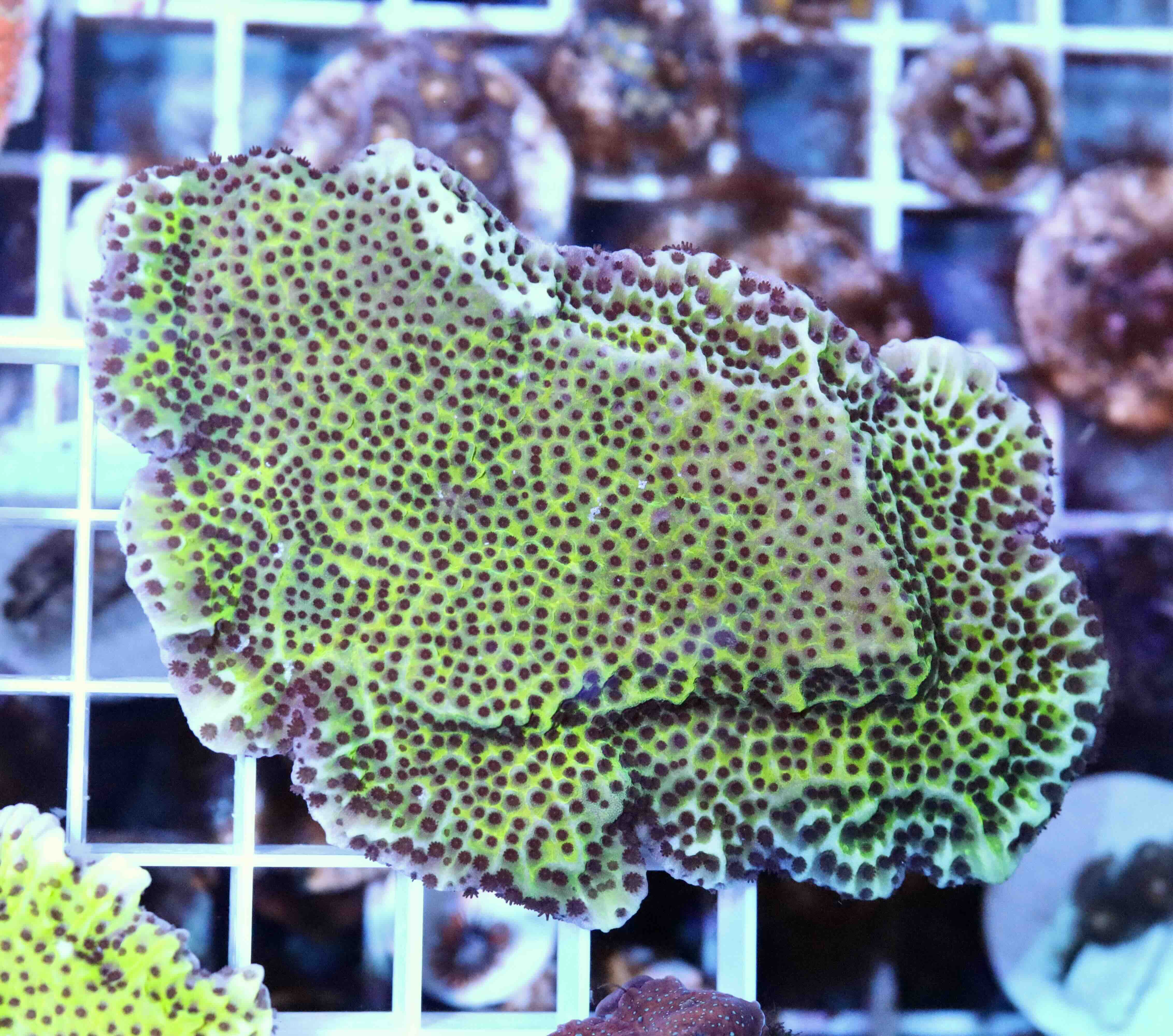 Montipora Spongodes Green (M/L), WYSIWYG54.6