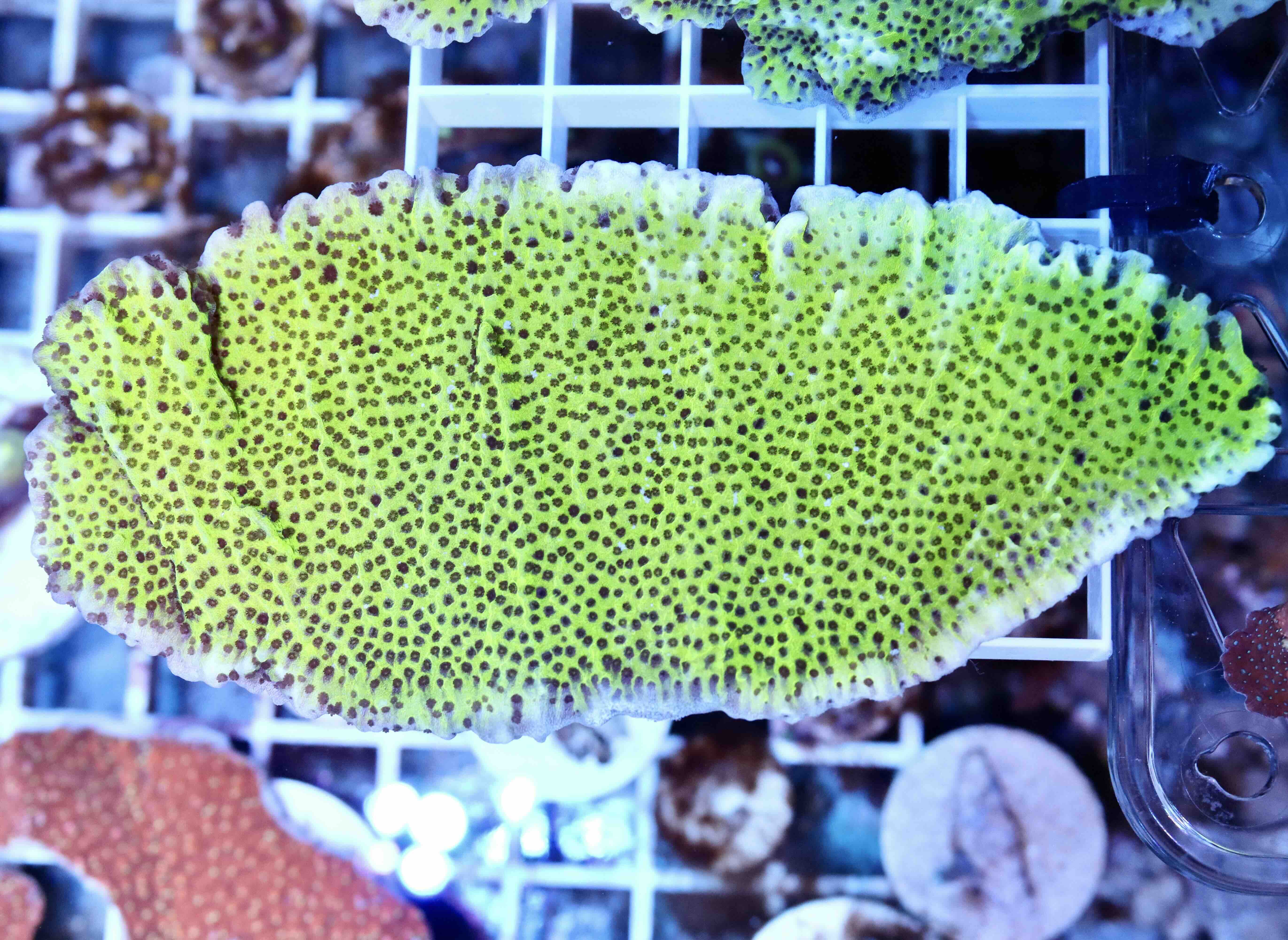 Montipora Spongodes Green (L), WYSIWYG54.7
