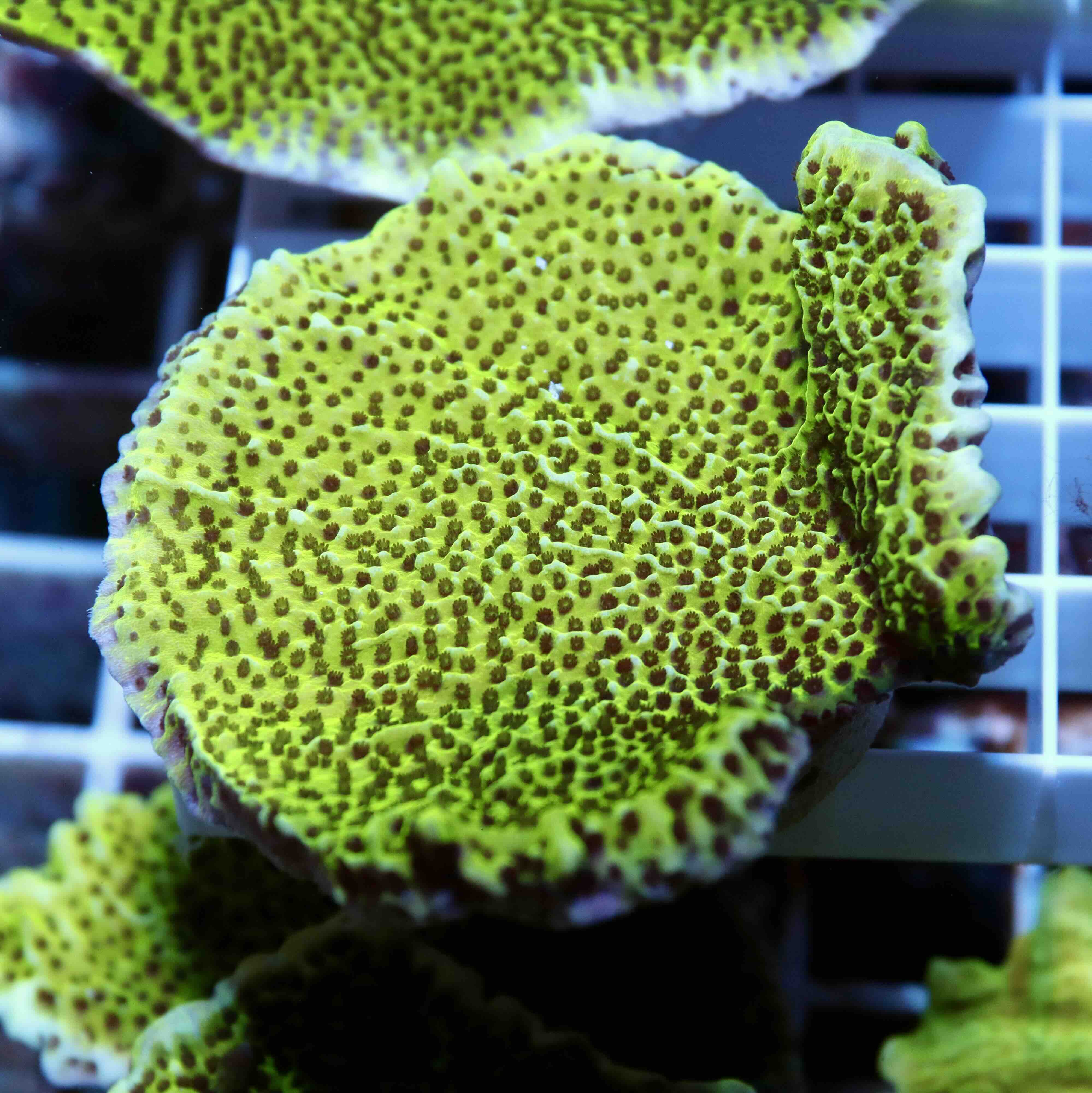 Montipora Spongodes Green (M), WYSIWYG54.7