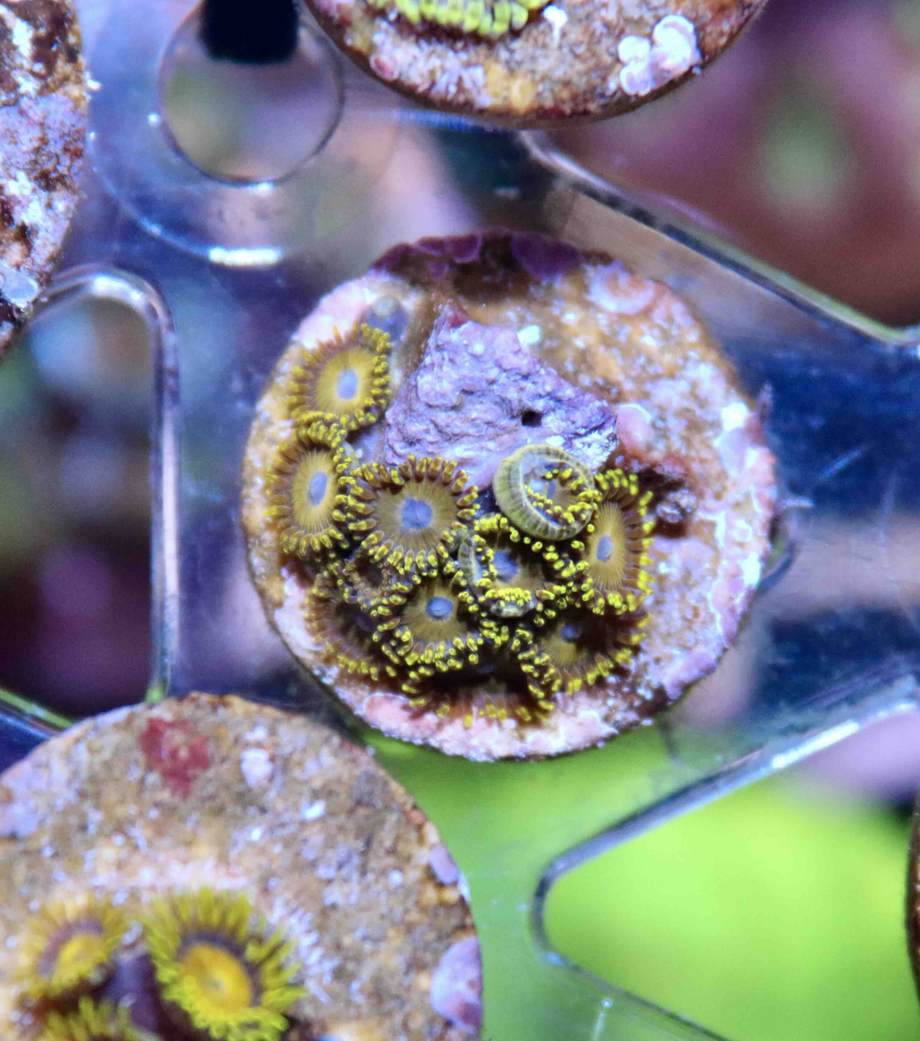 Zoanthus Golden Hornet (L), WYSIWYG103.34