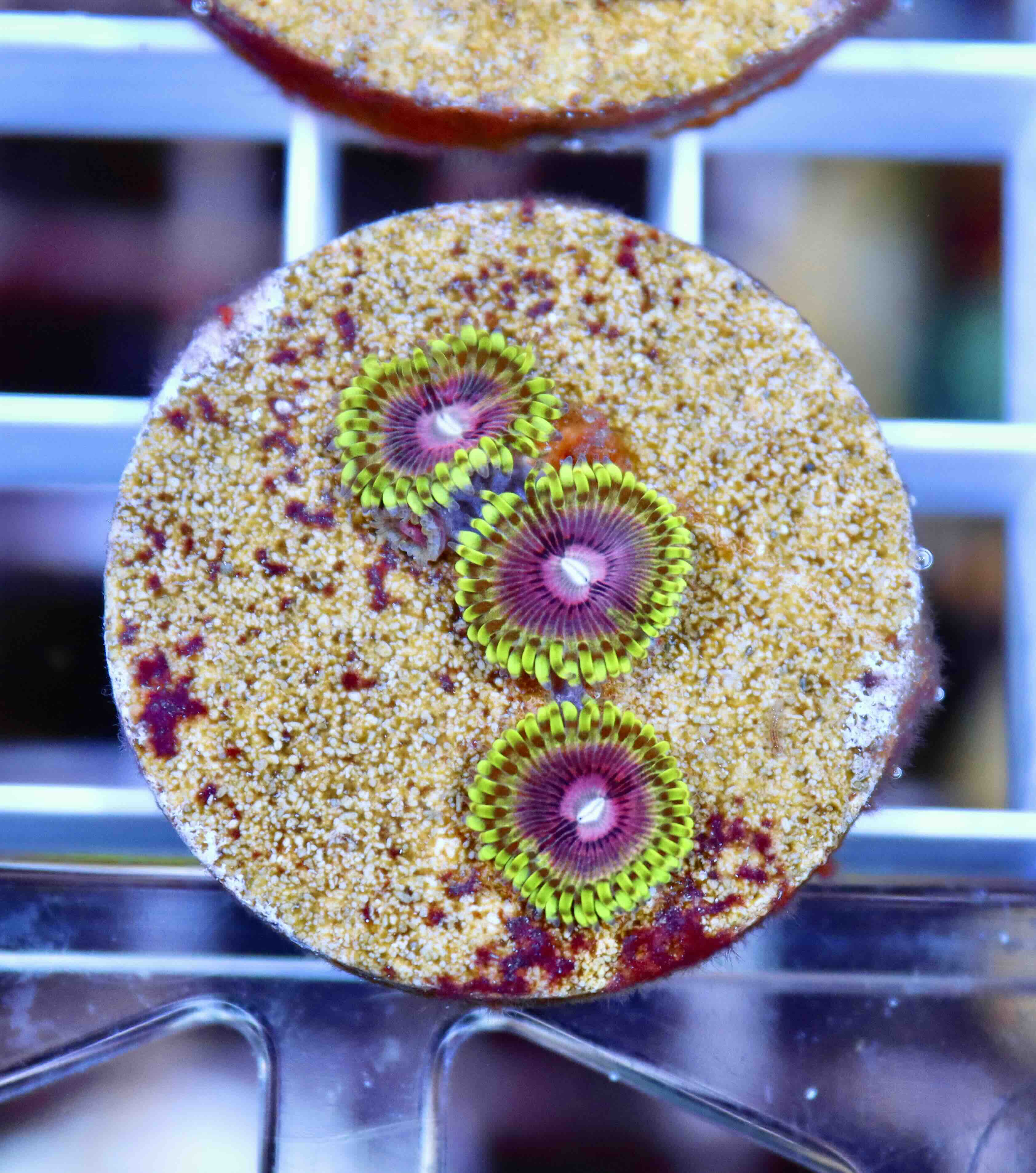 Zoanthus Fake Lime Chilli (M), WYSIWYG83.1