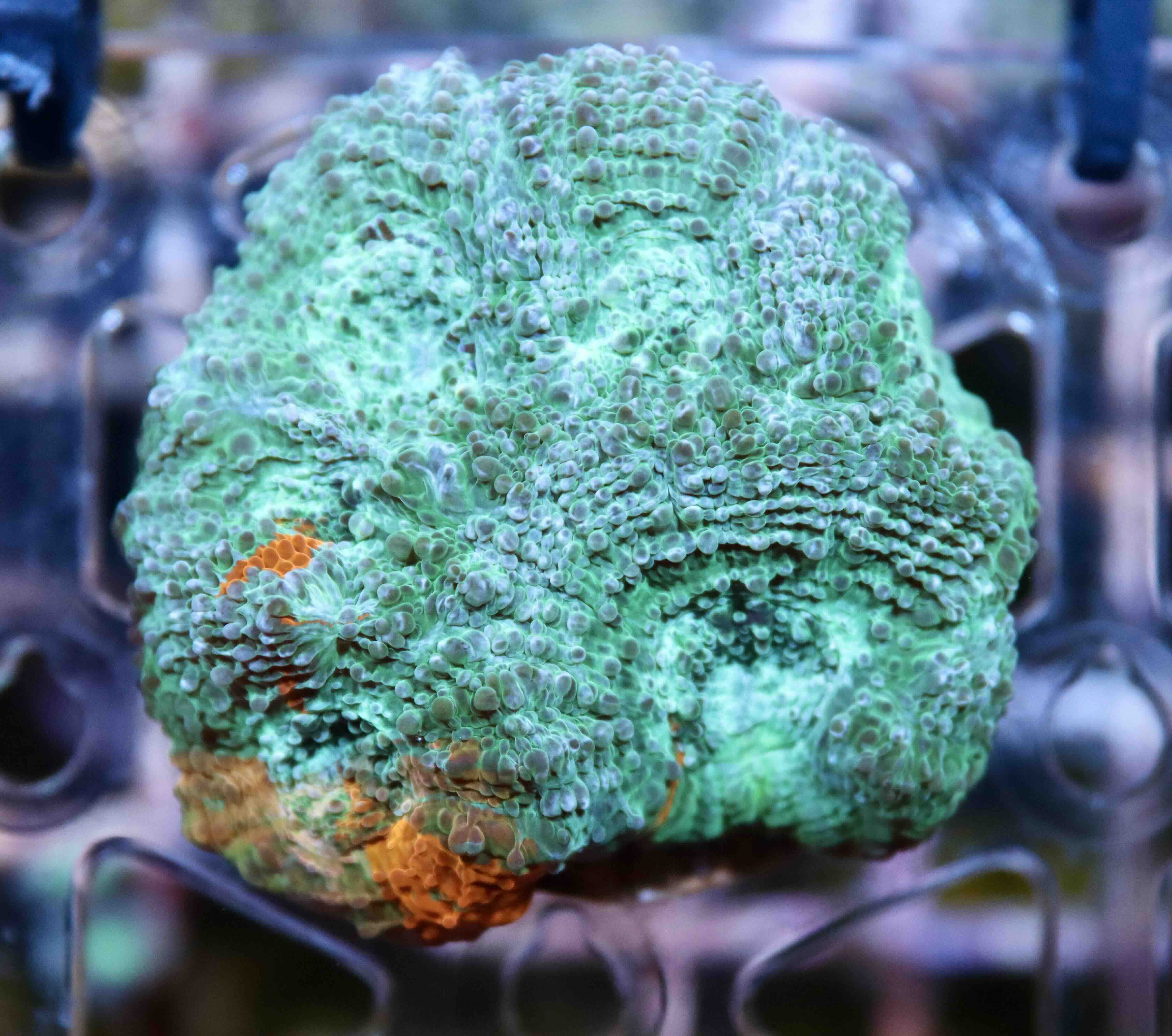 Acanthastrea echinata Blue/Orange (M/L)