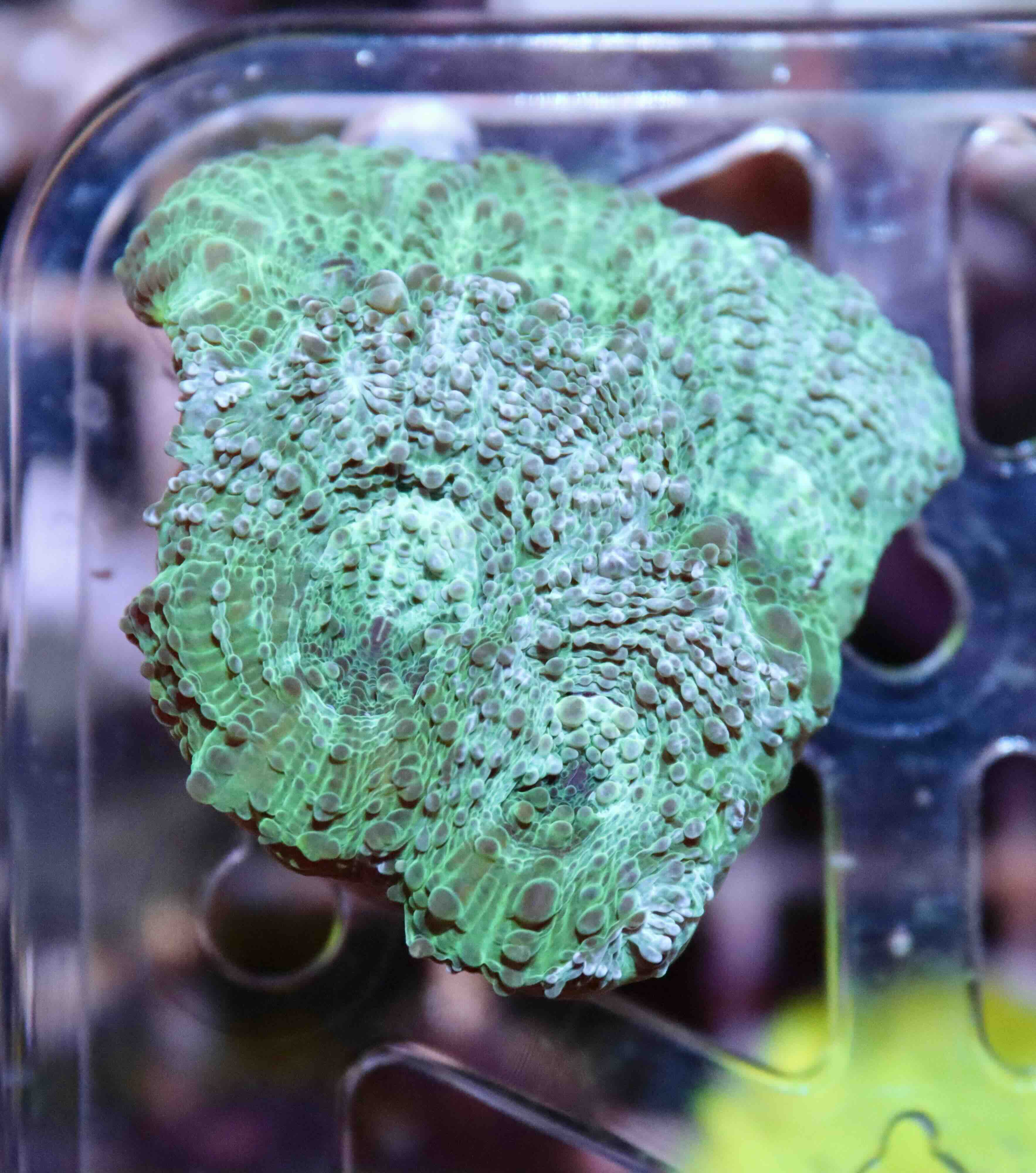 Acanthastrea echinata Premium (M)