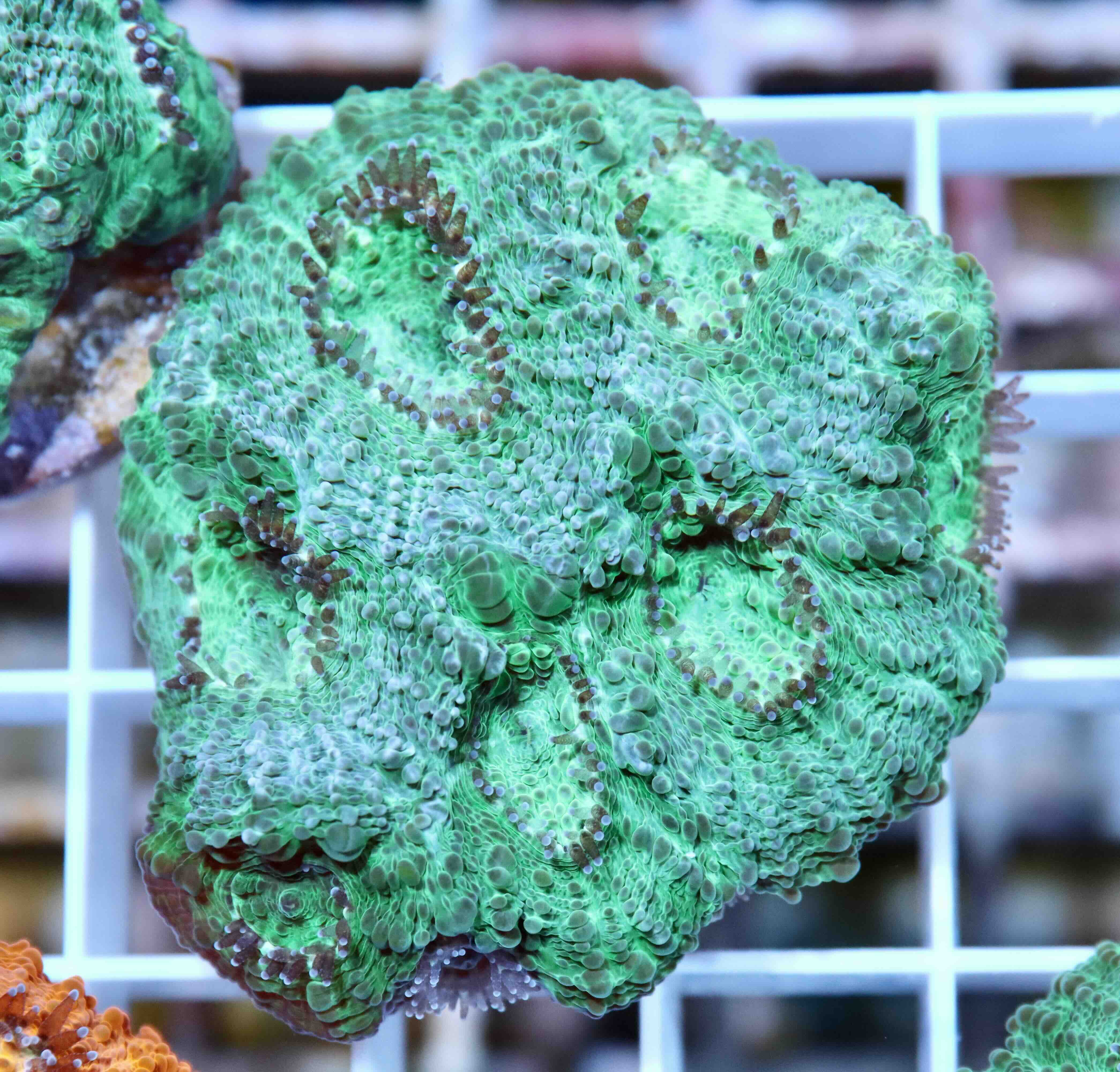 Acanthastrea echinata Premium (M/L)