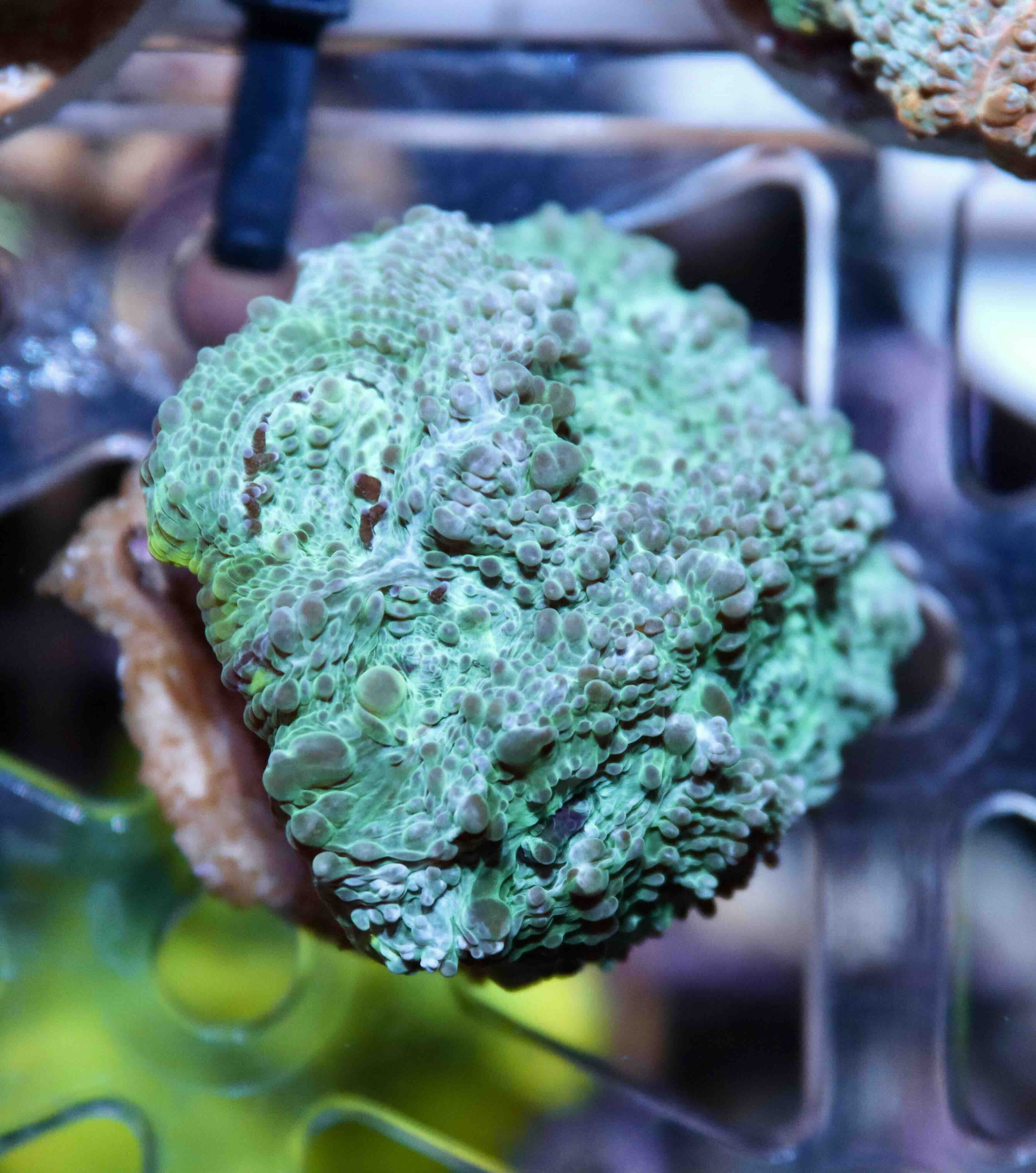 Acanthastrea echinata Premium (M), WYSIWYG57.1