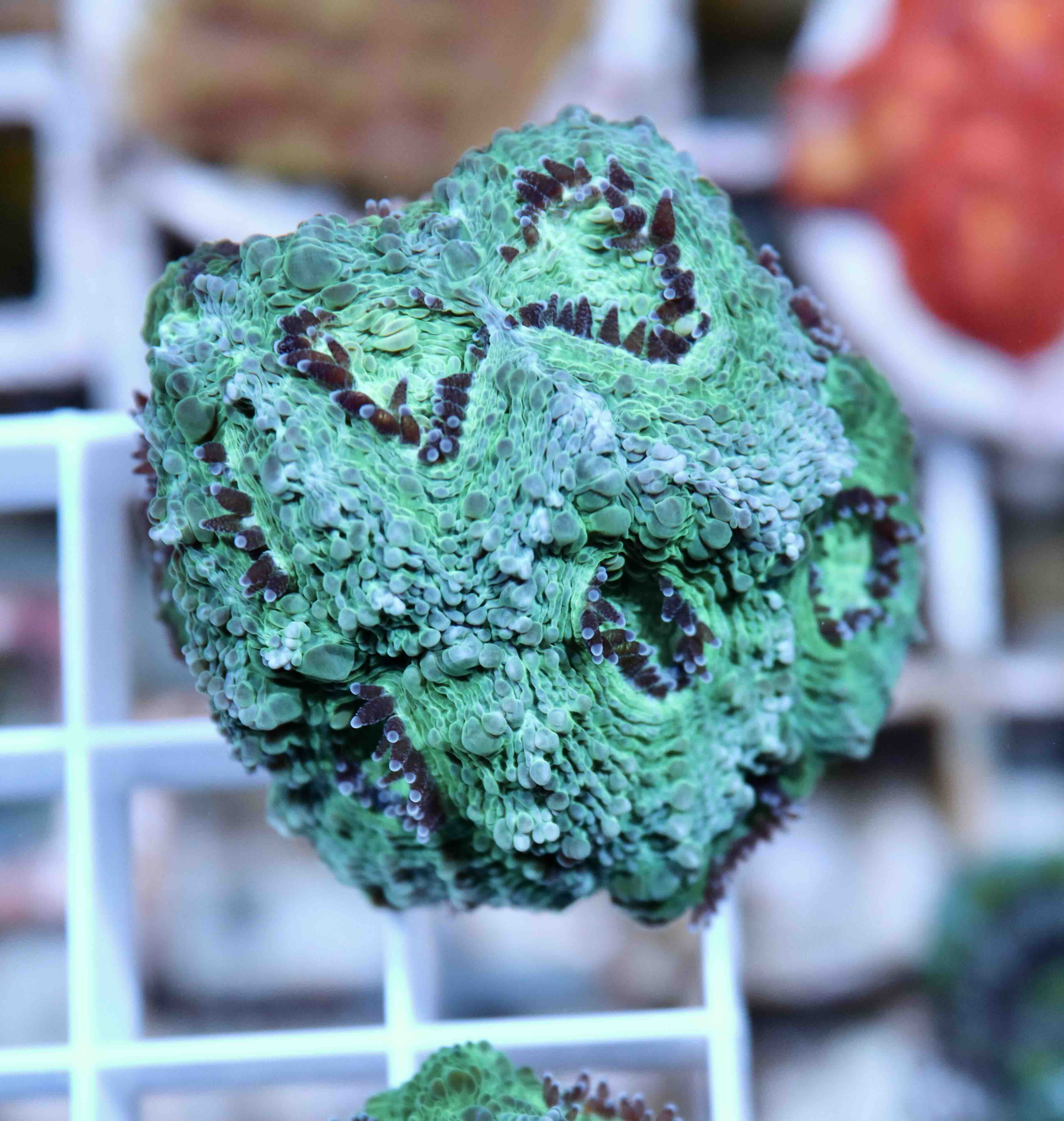 Acanthastrea echinata Premium (M), WYSIWYG57.1