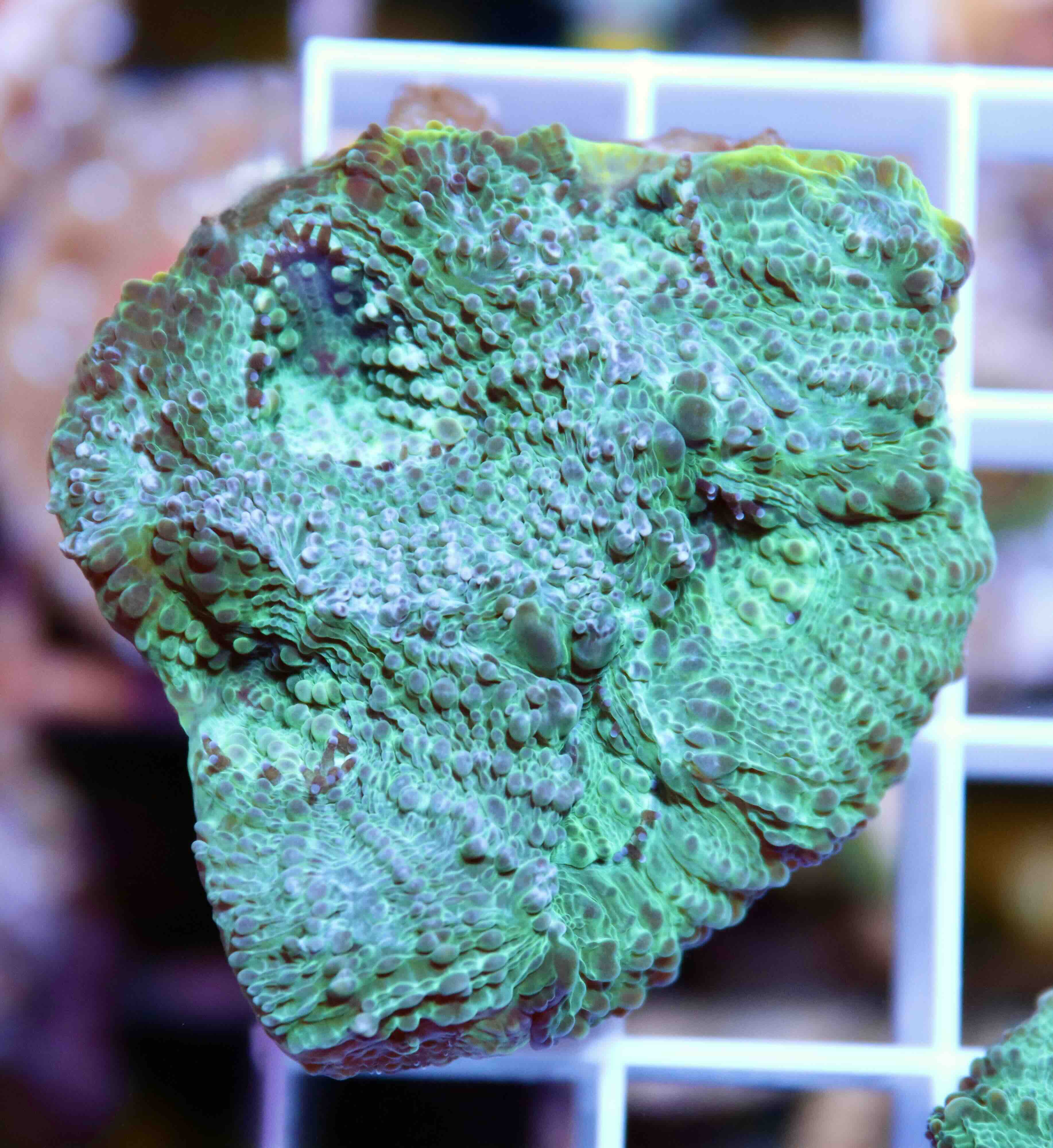 Acanthastrea echinata Premium (M), WYSIWYG57.2