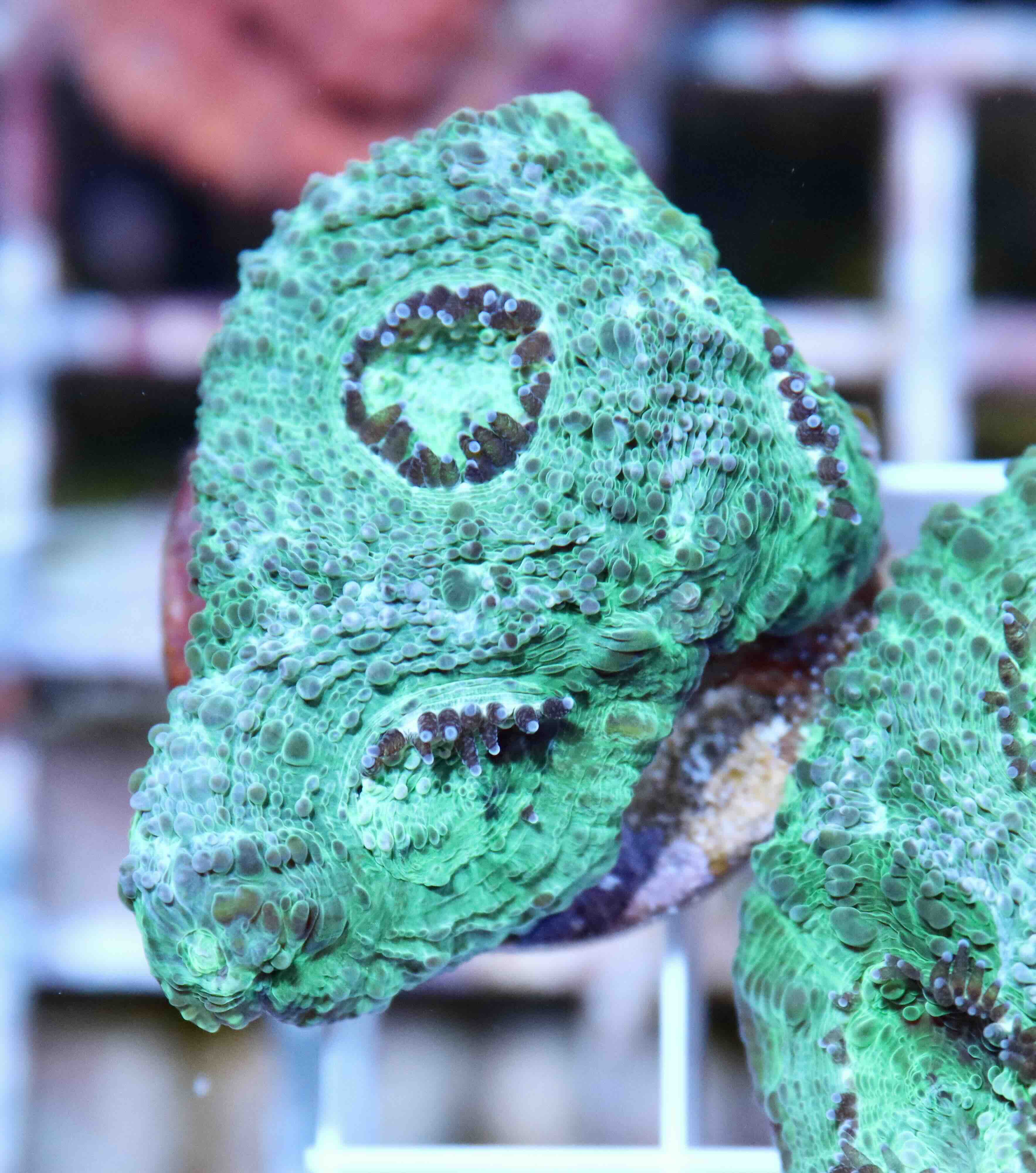 Acanthastrea echinata Premium (S), WYSIWYG57.2