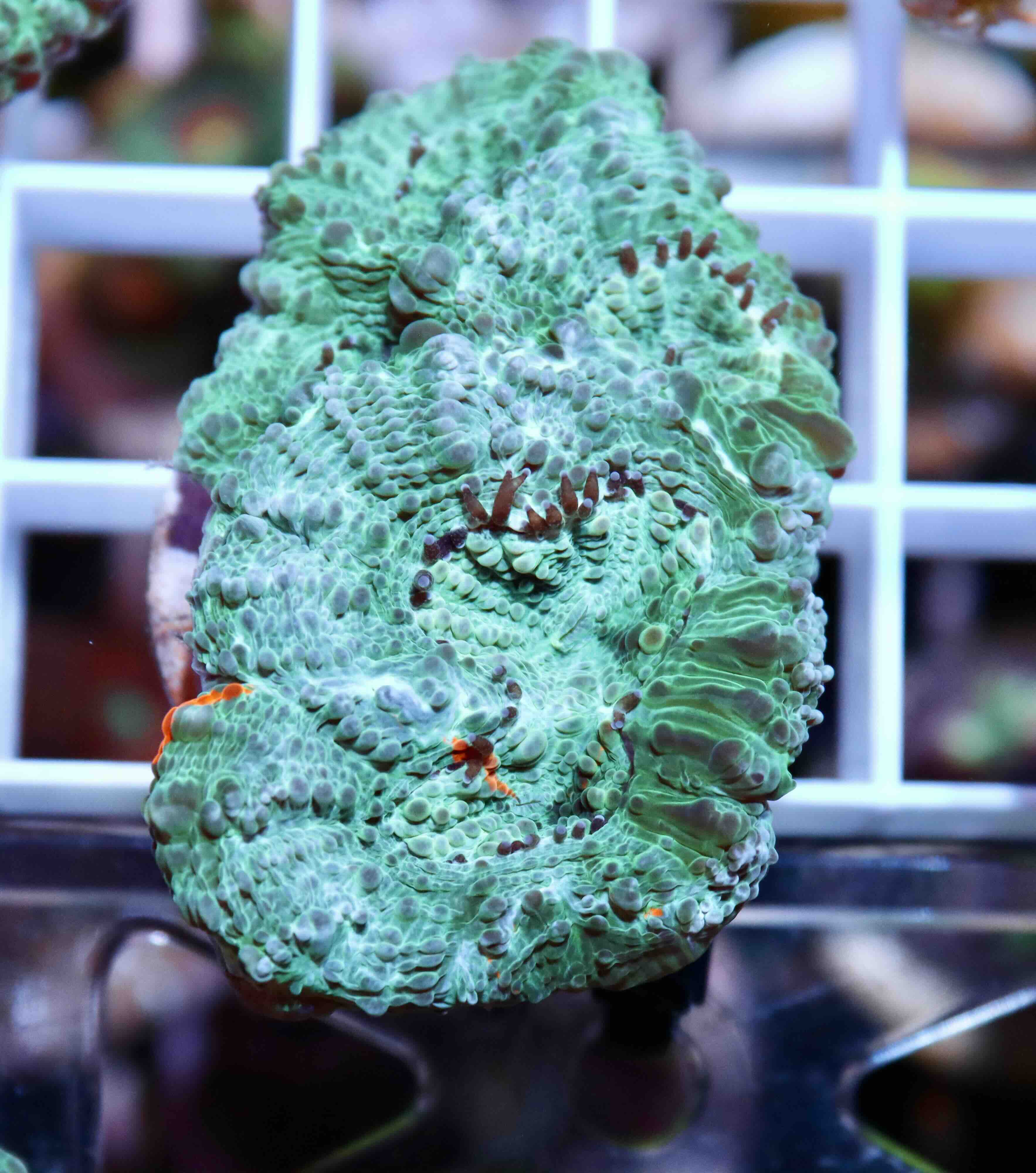 Acanthastrea echinata Blue/Orange (M), WYSIWYG57.3