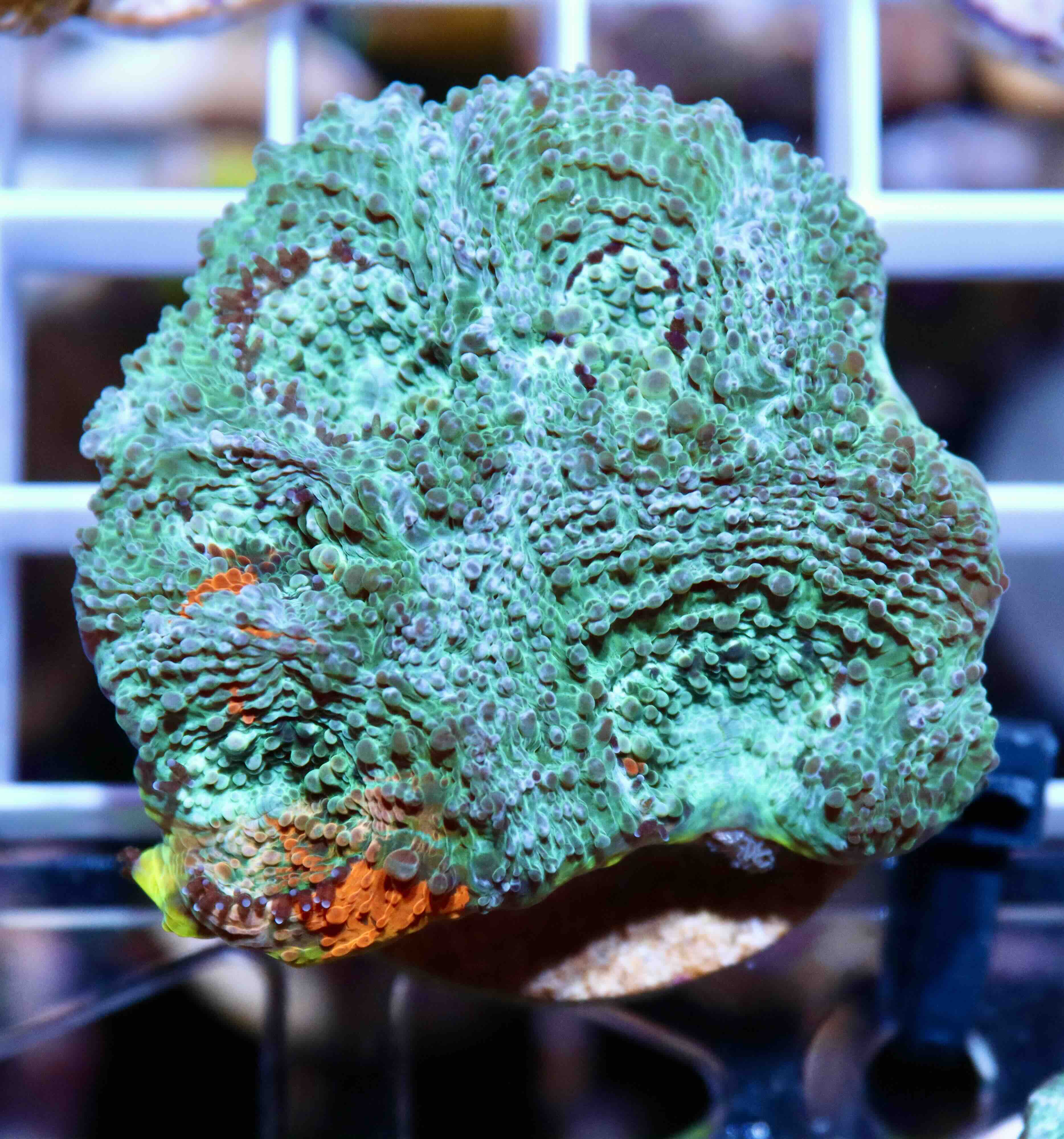 Acanthastrea echinata Blue/Orange (M), WYSIWYG57.4