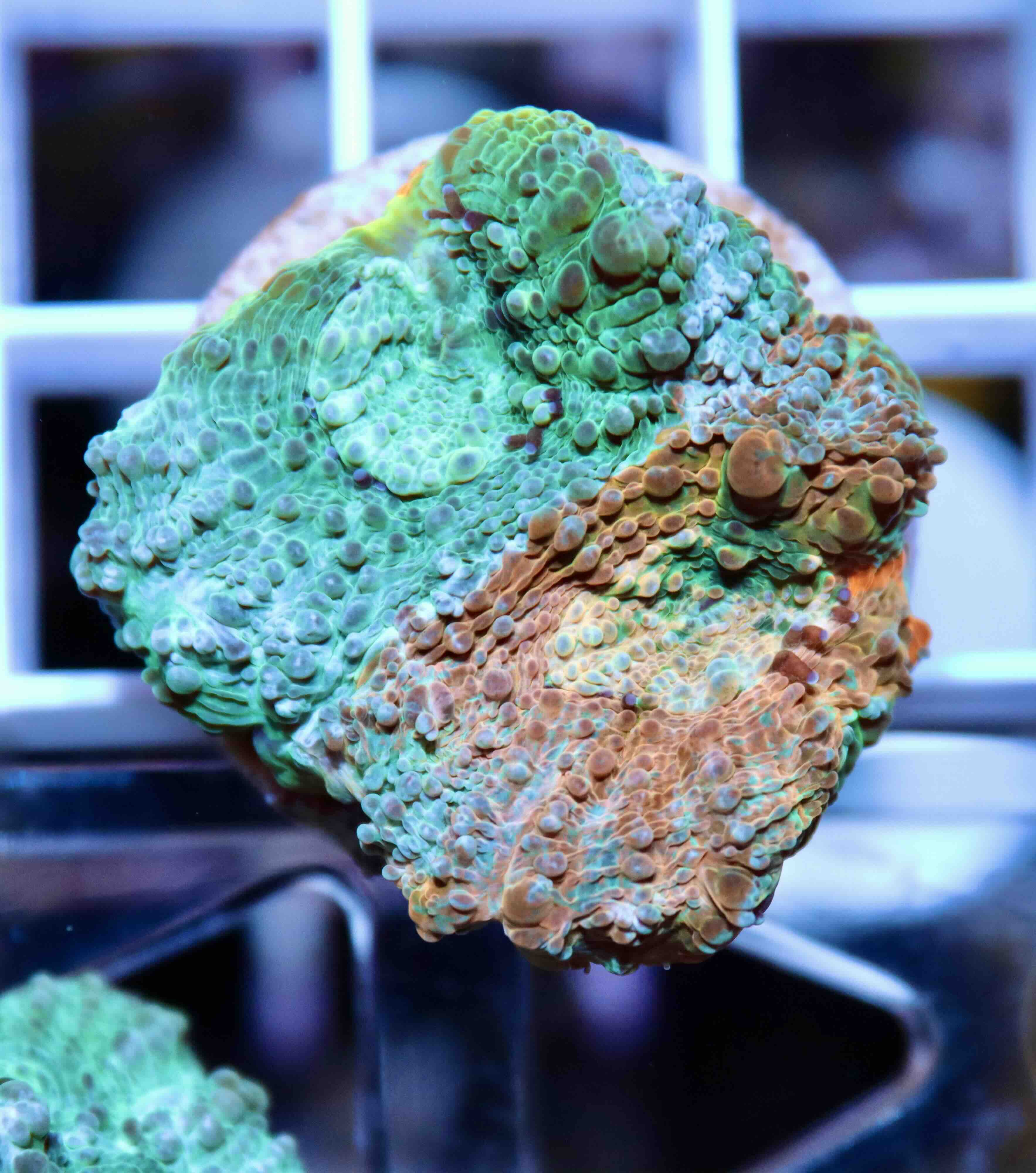 Acanthastrea echinata Blue/Orange (S/M), WYSIWYG57.5