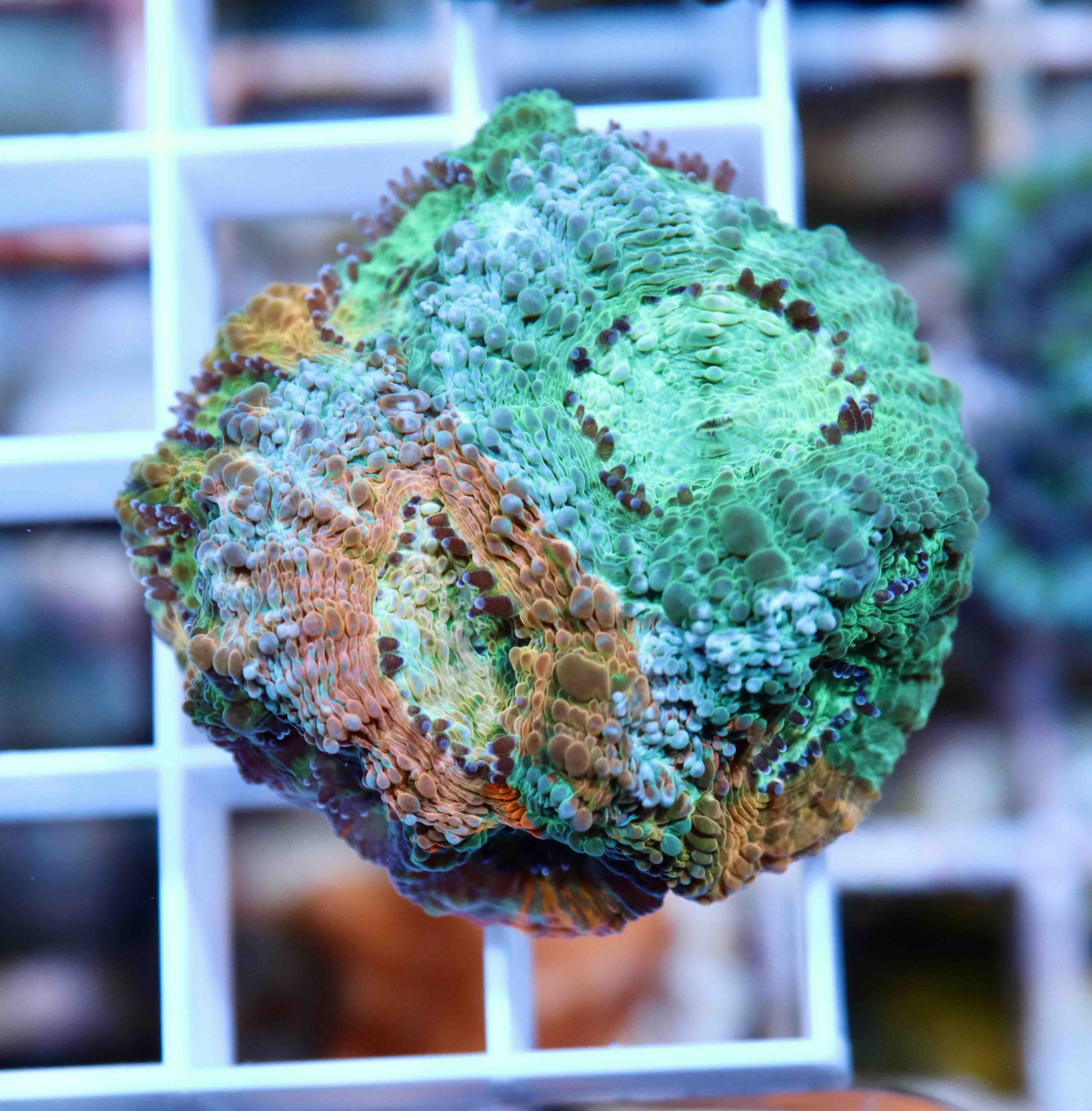 Acanthastrea echinata Blue/Orange (M), WYSIWYG57.5