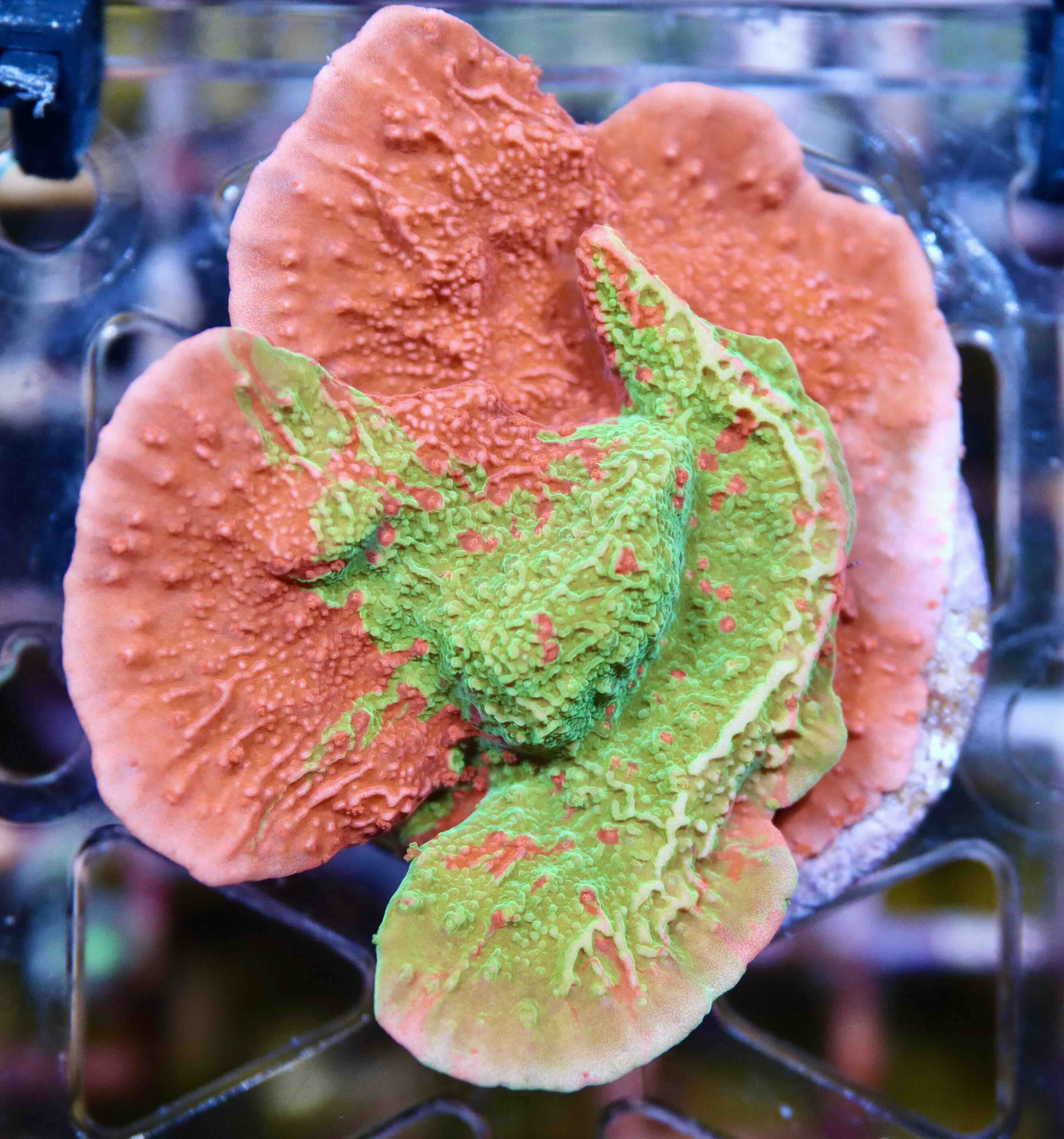 Montipora Crafted Green/Red (M/L)