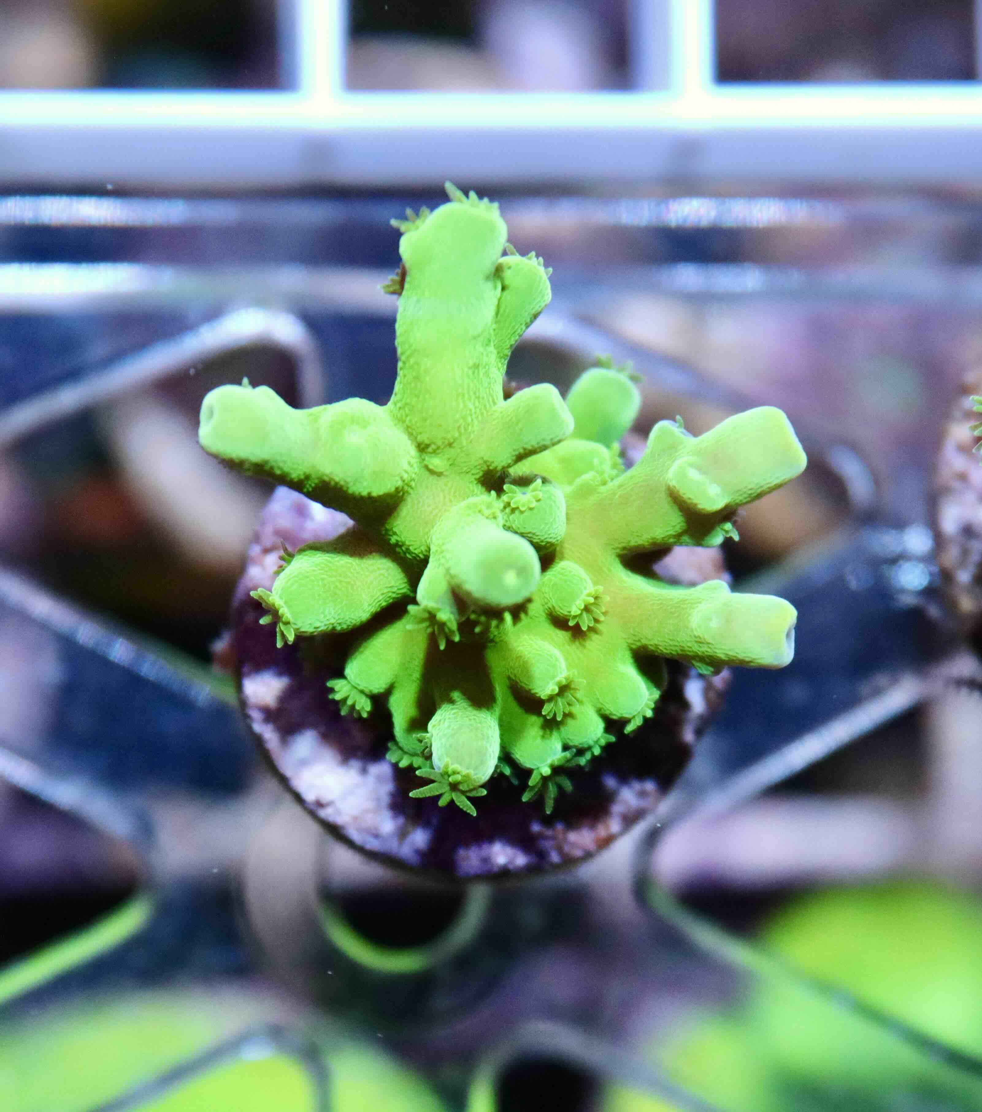 Acropora Frogskin (XS), WYSIWYG018.2