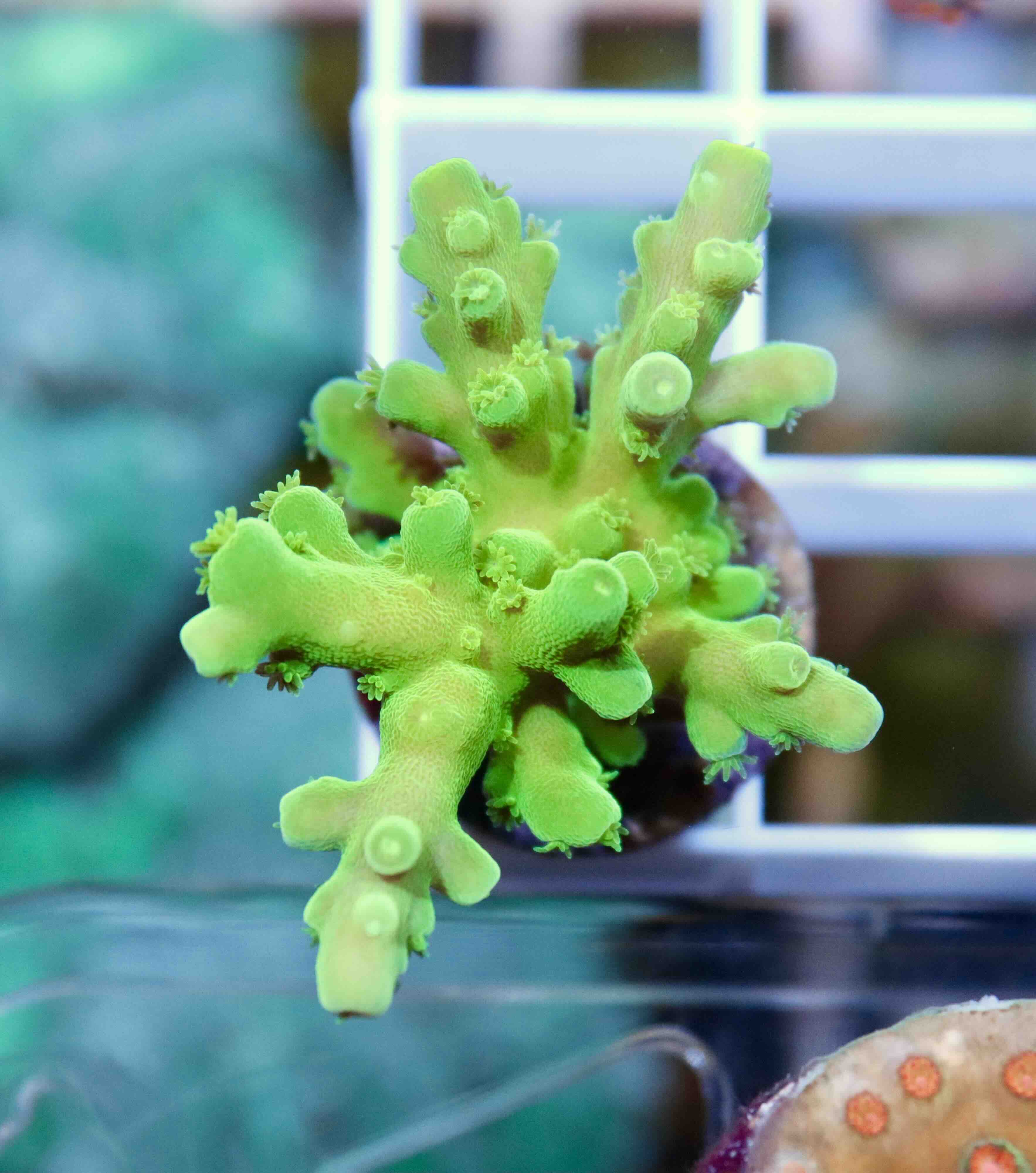 Acropora Frogskin (S), WYSIWYG018.2