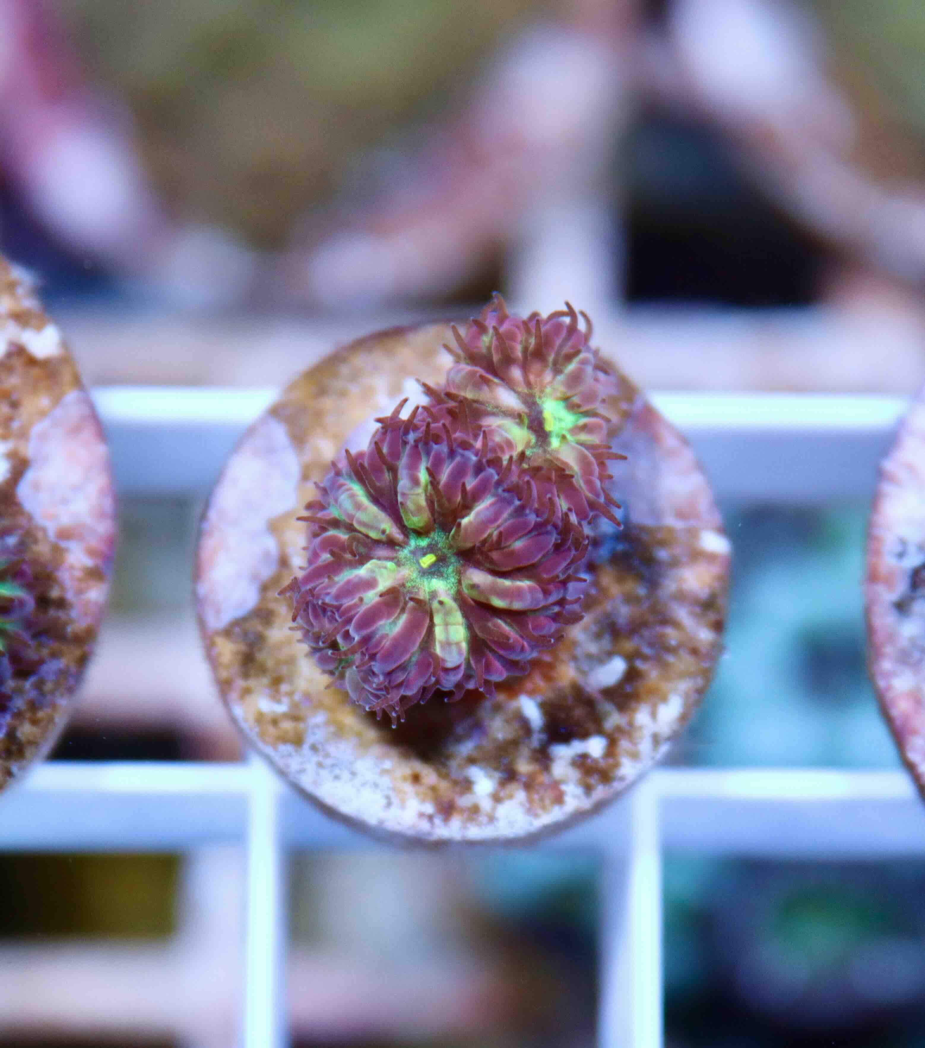 Blastomussa merletti "Frozen Eclipse" (S), WYSIWYG65.2