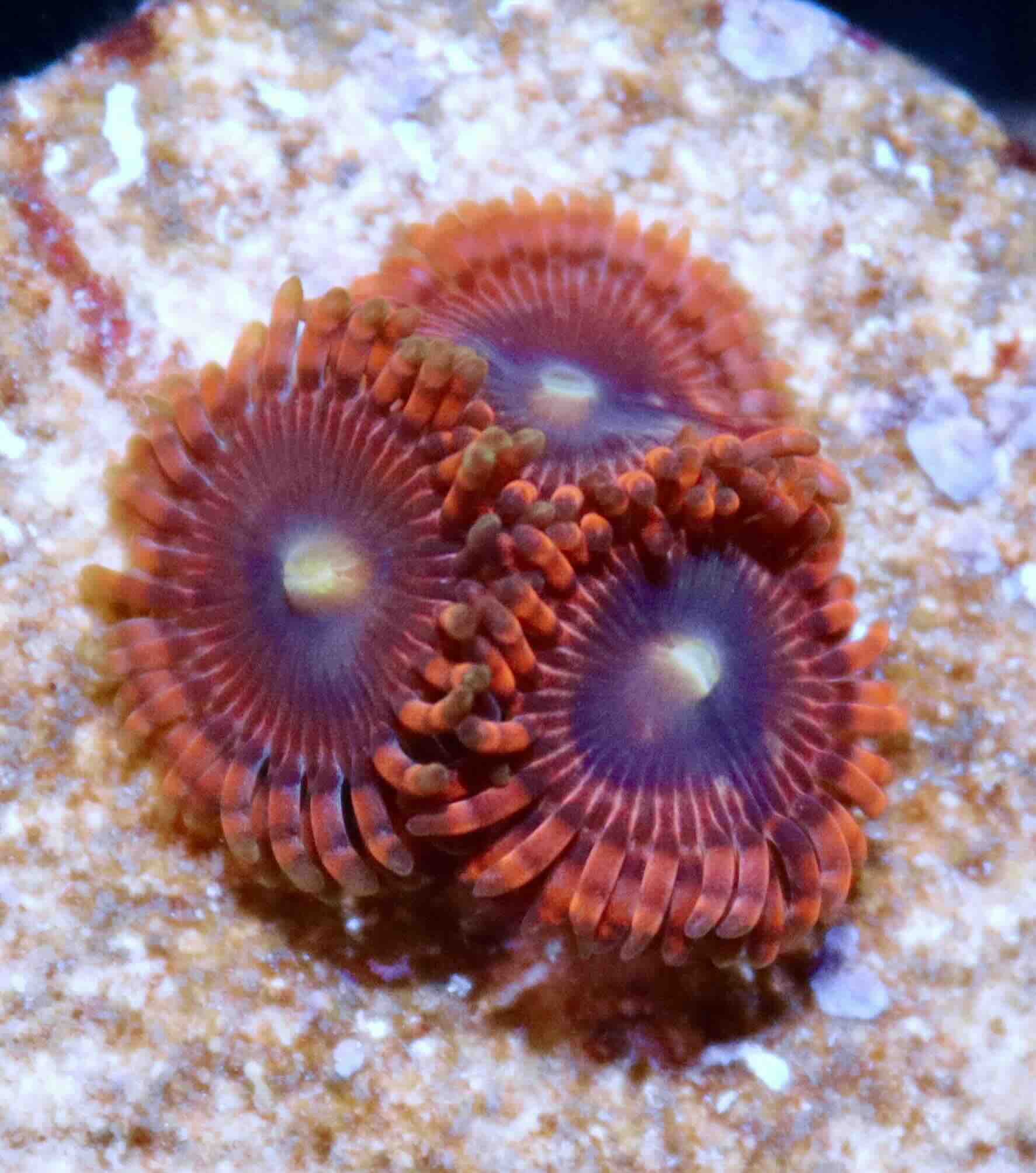 Zoanthus Lunar Eclipse