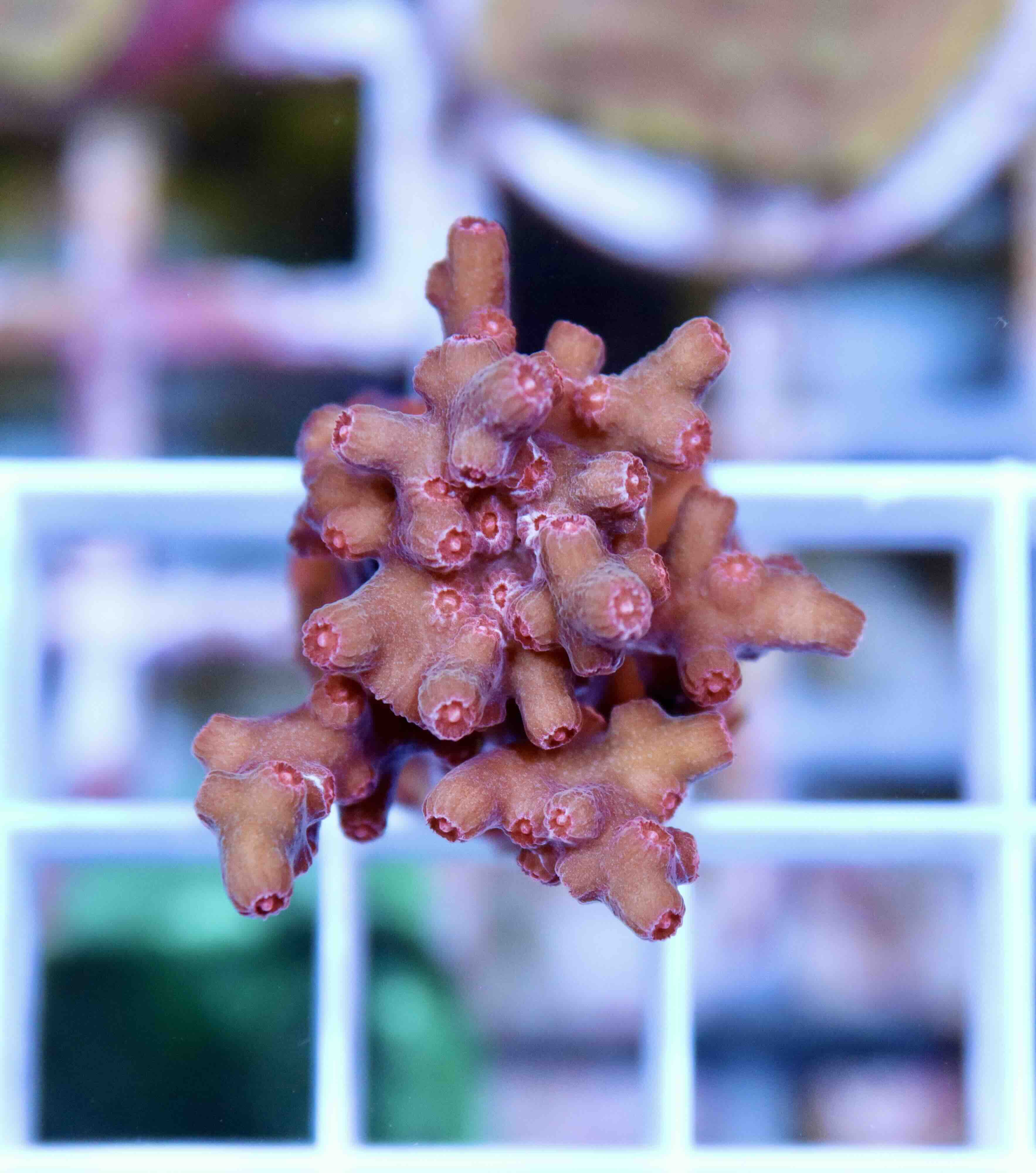 Cyphastrea decadia (M)