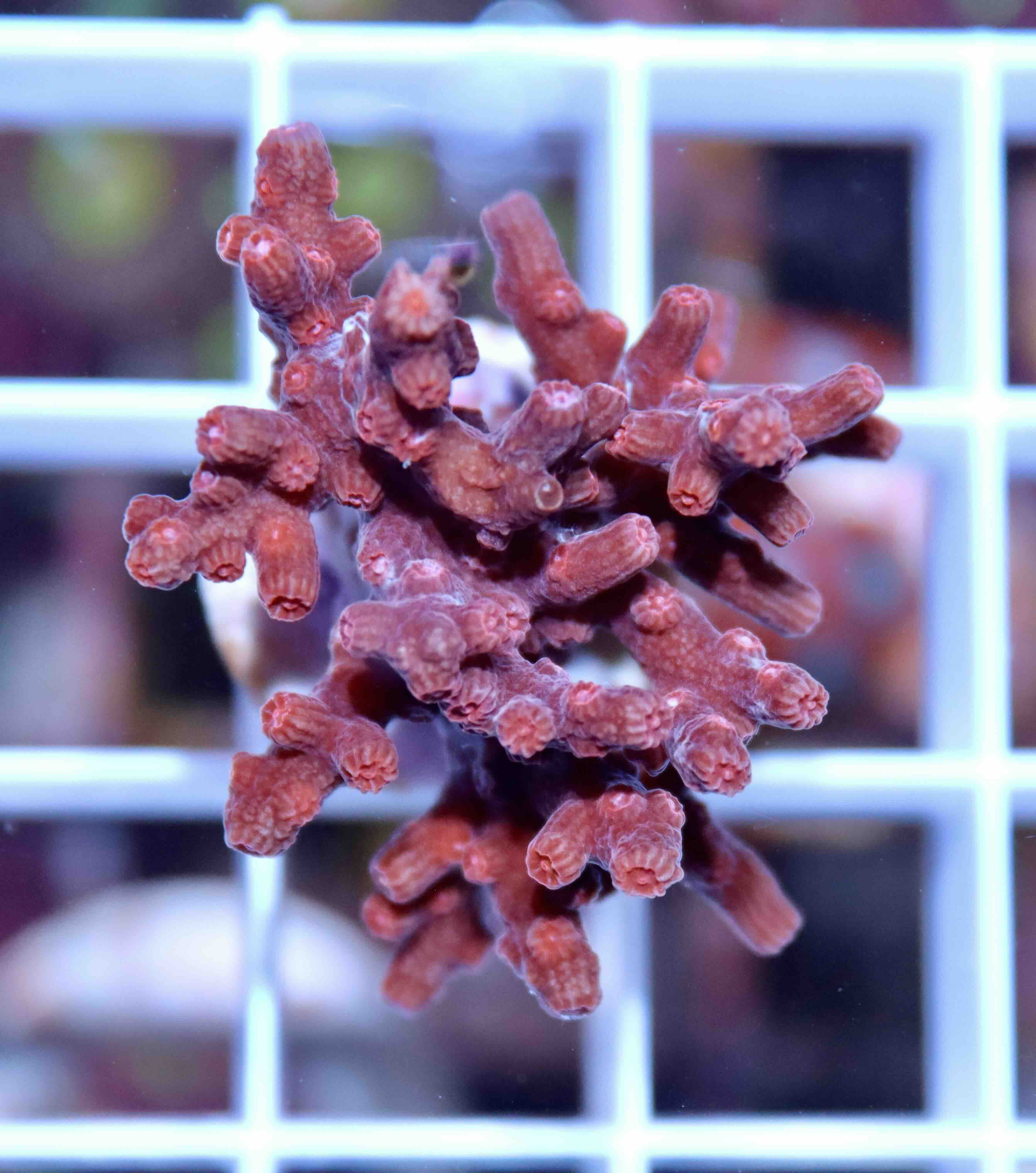 Cyphastrea decadia (M)