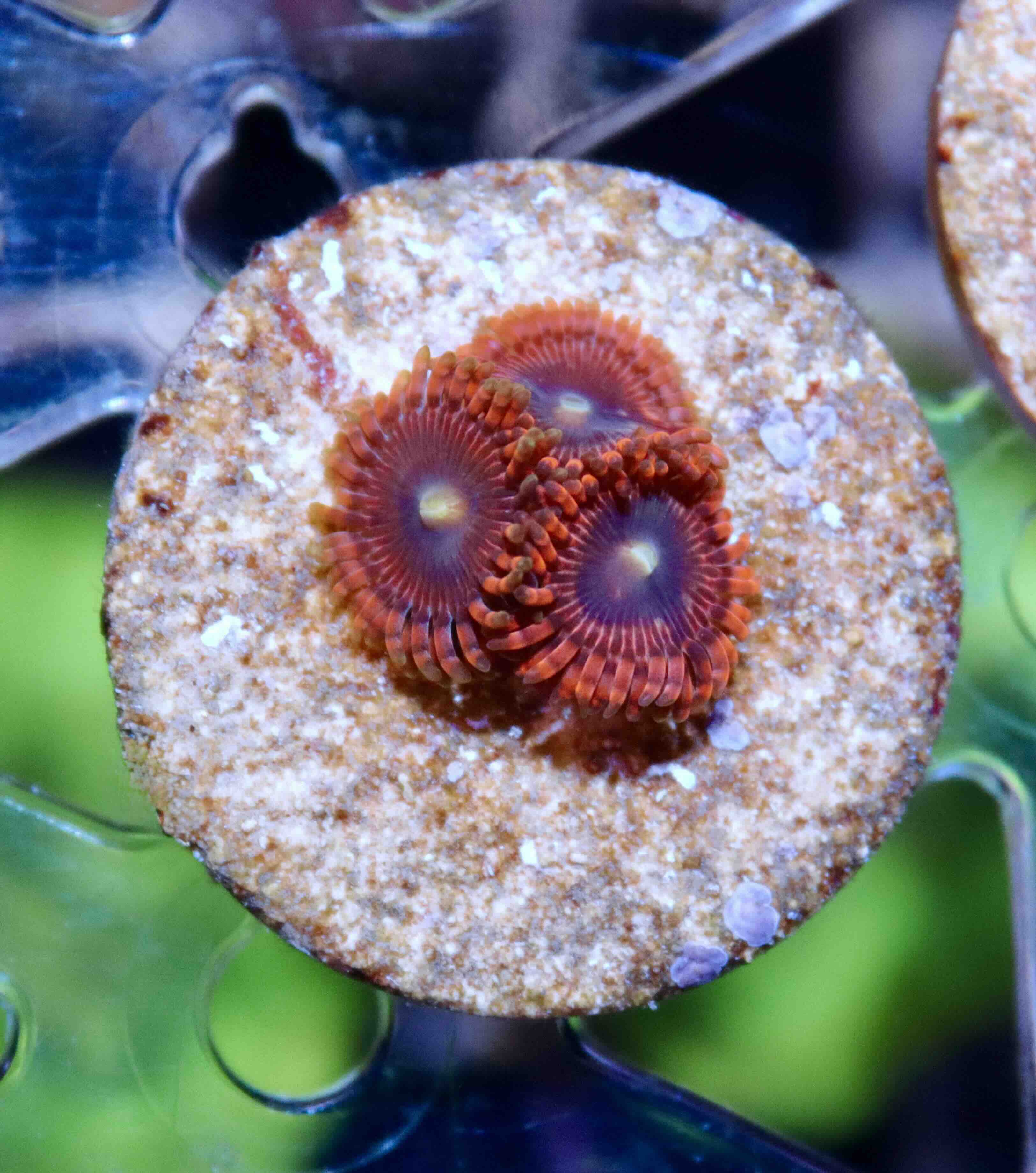 Zoanthus Lunar Eclipse, WYSIWYG102.2