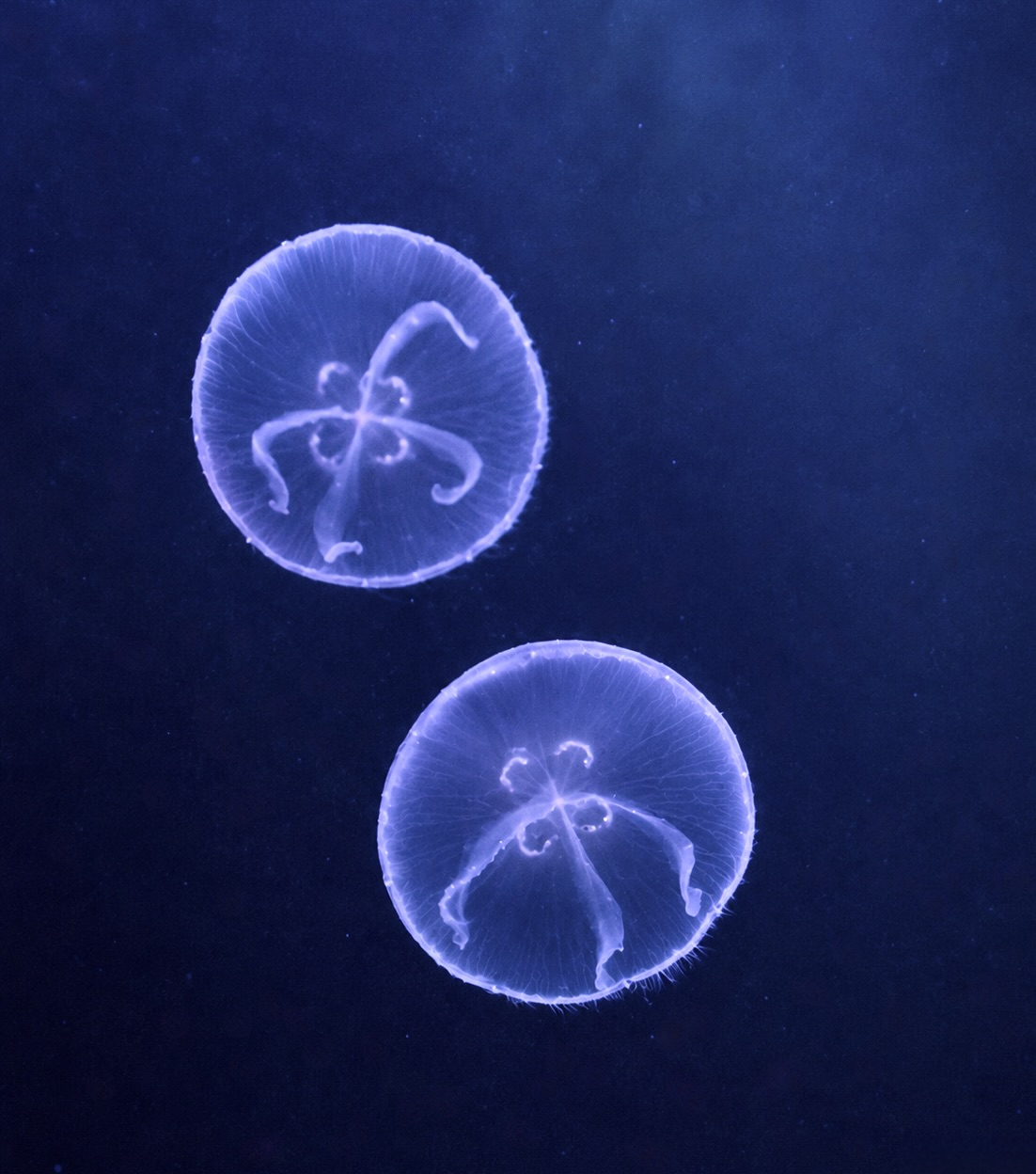 Moon jelly | Aurelia aurita