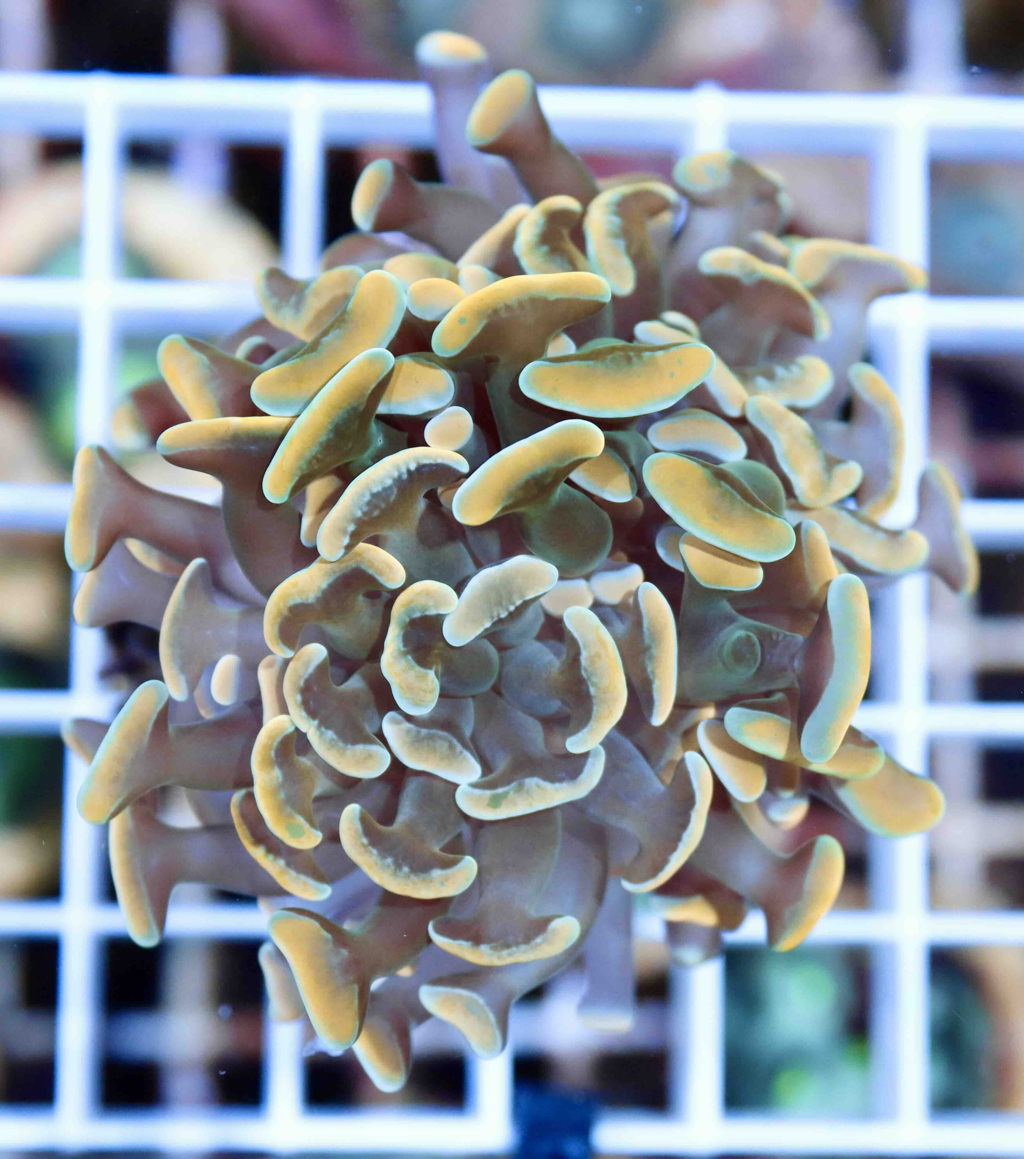 Euphyllia paraancora Gold (1 hlava)