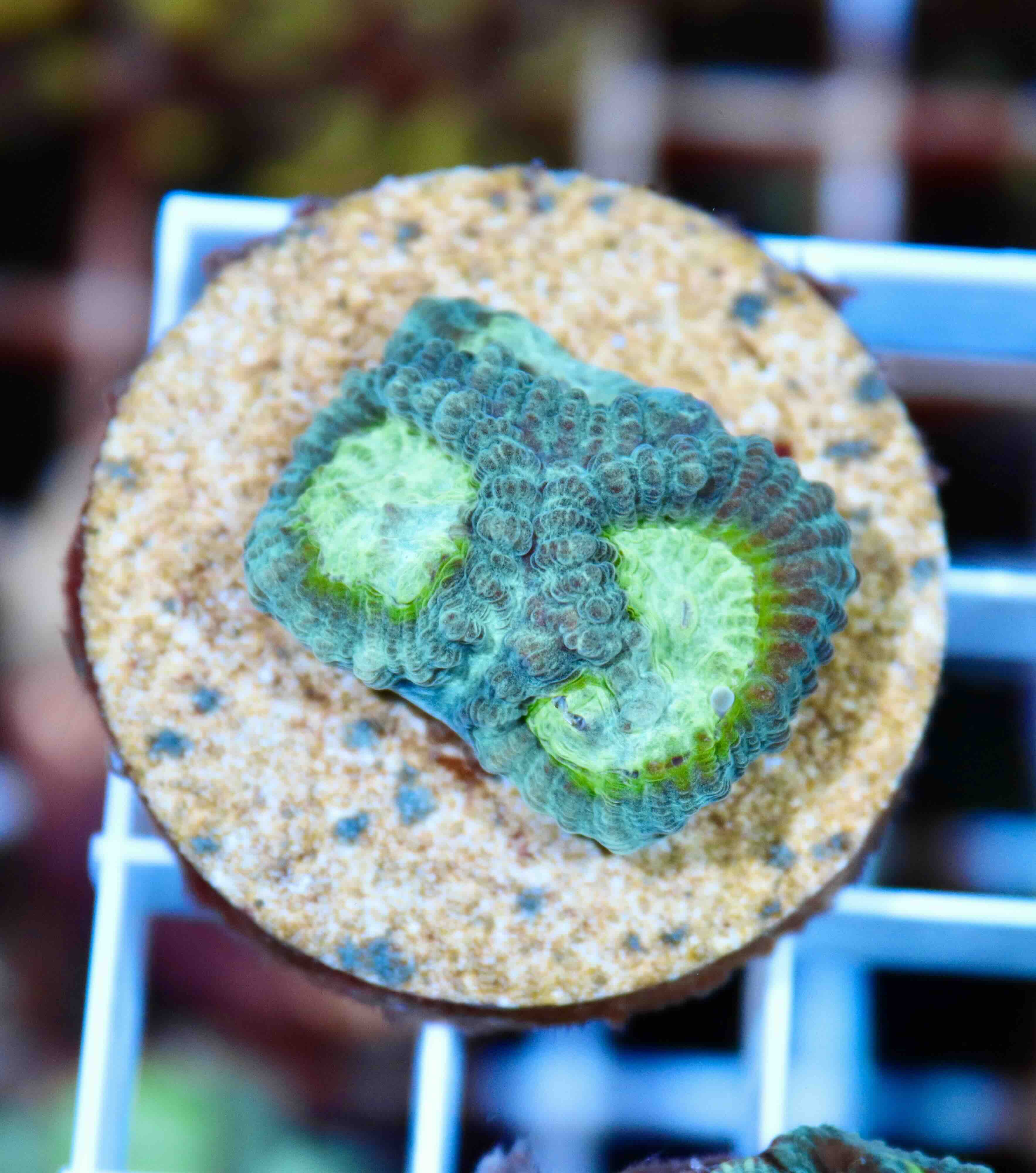 Favia "Lemon Lime" (S)