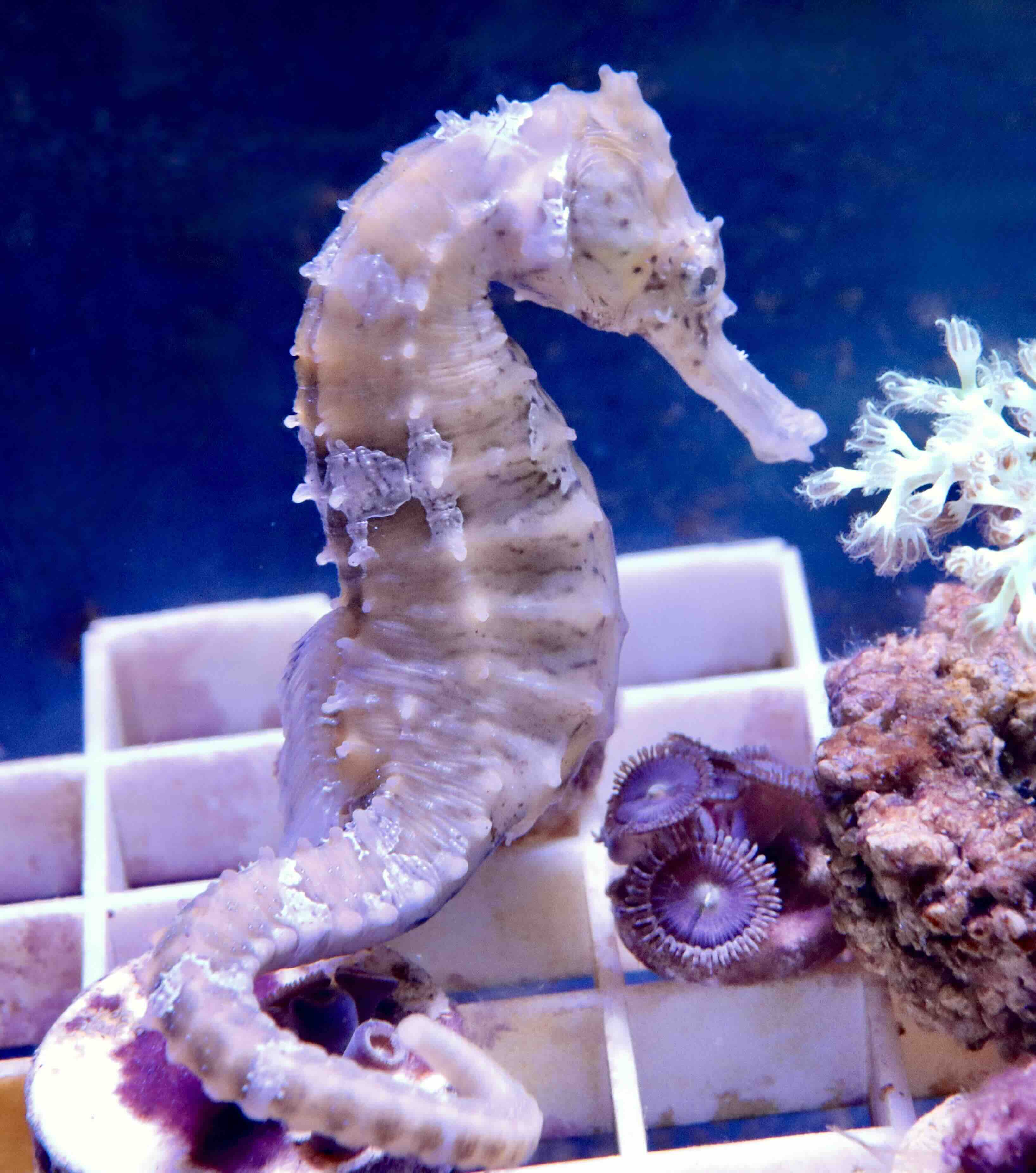 Mořský koník, Hippocampus