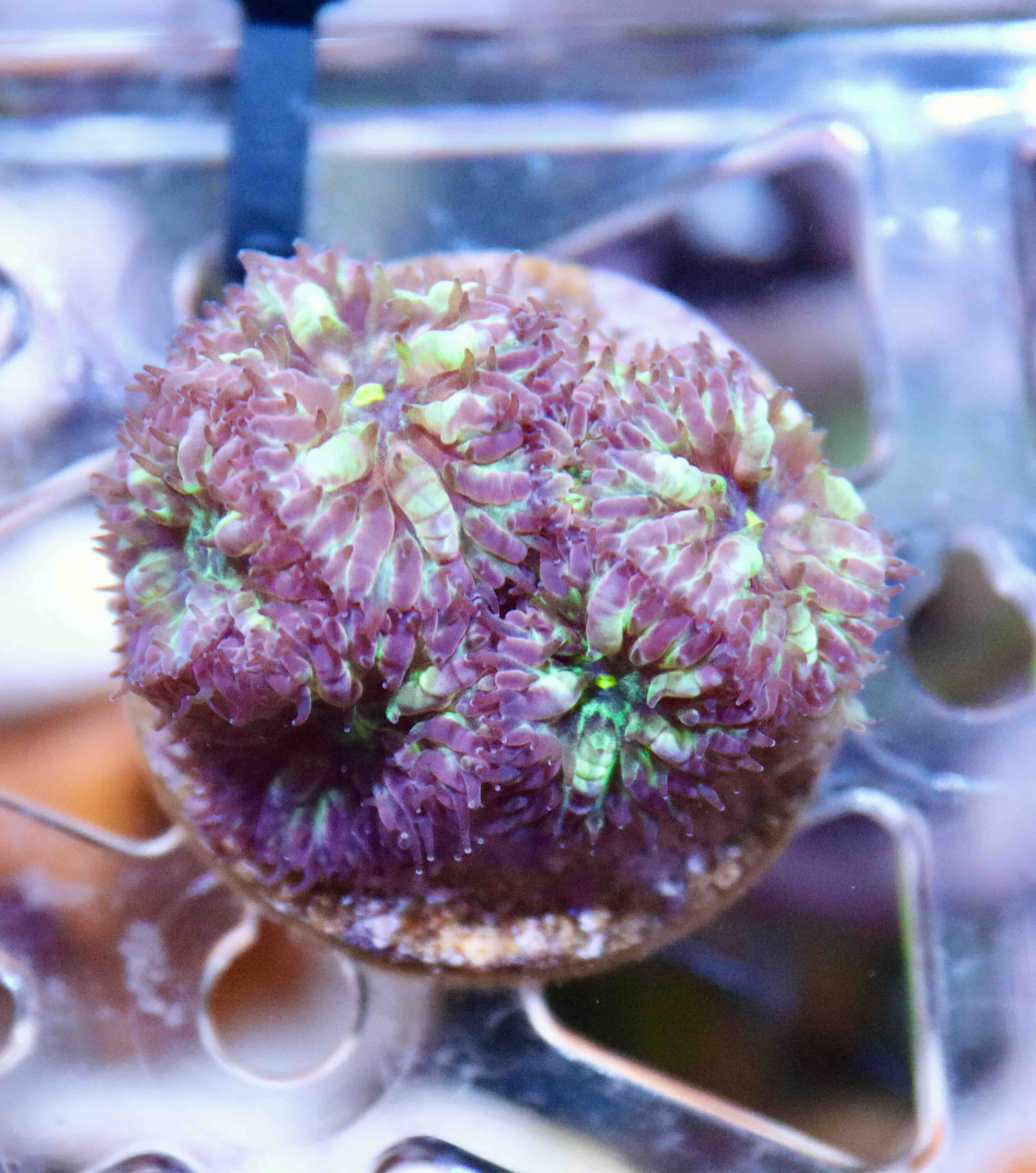 Blastomussa merletti "Frozen Eclipse" (M), WYSIWYG65.15