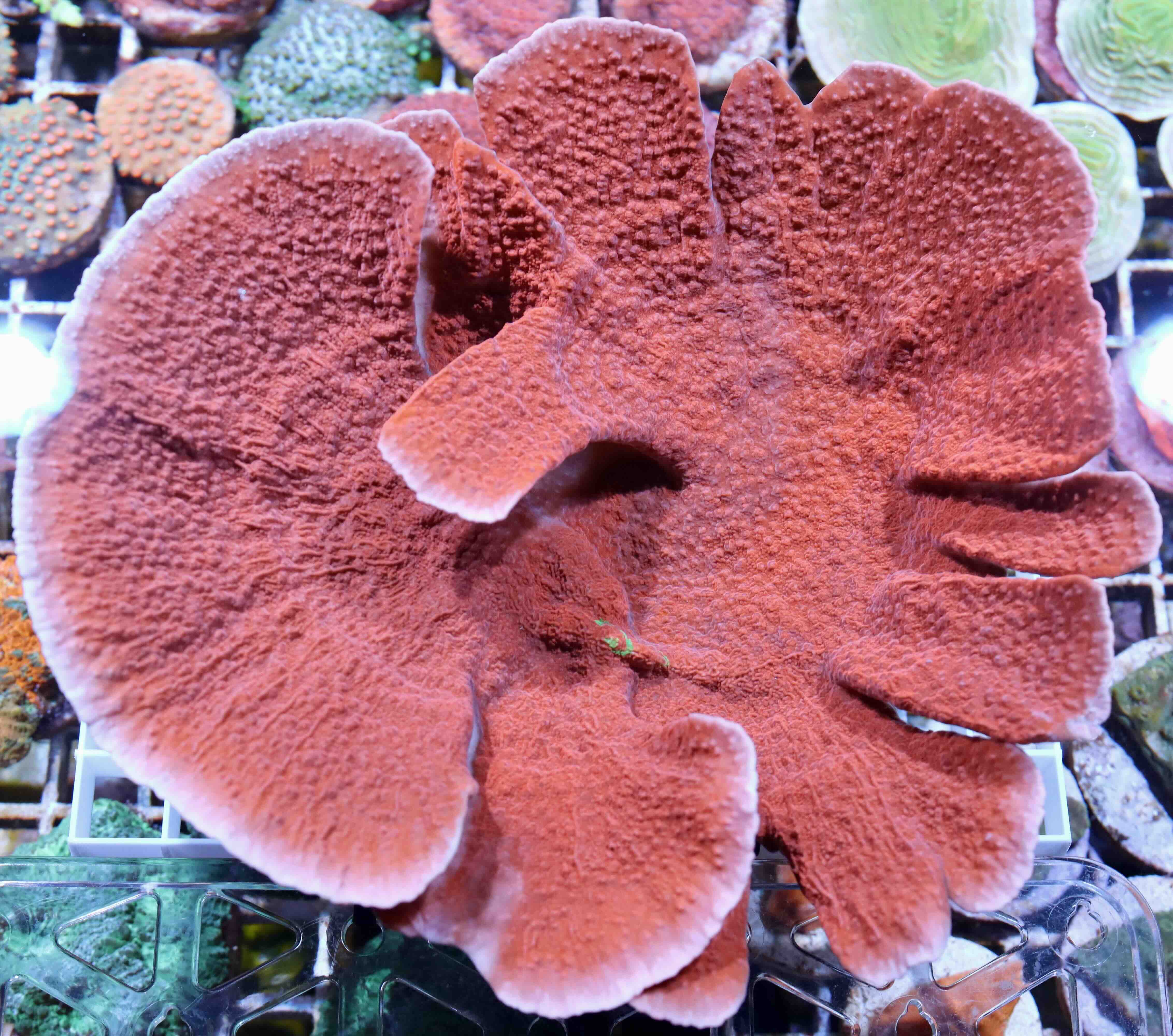 Montipora Crafted (XL), WYSIWYG04.61