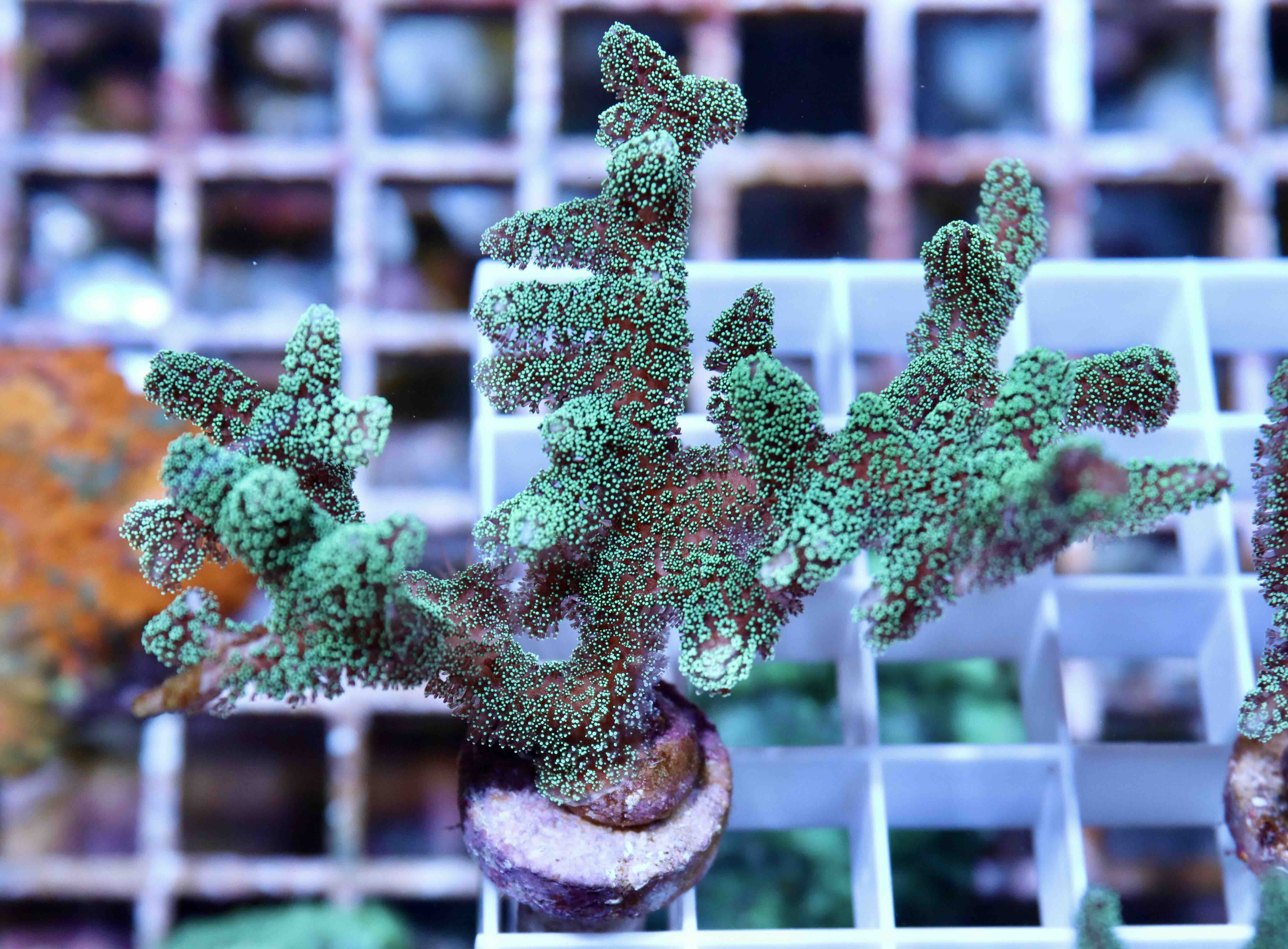 Seriatopora caliendrum green (M), WYSIWYG05.01