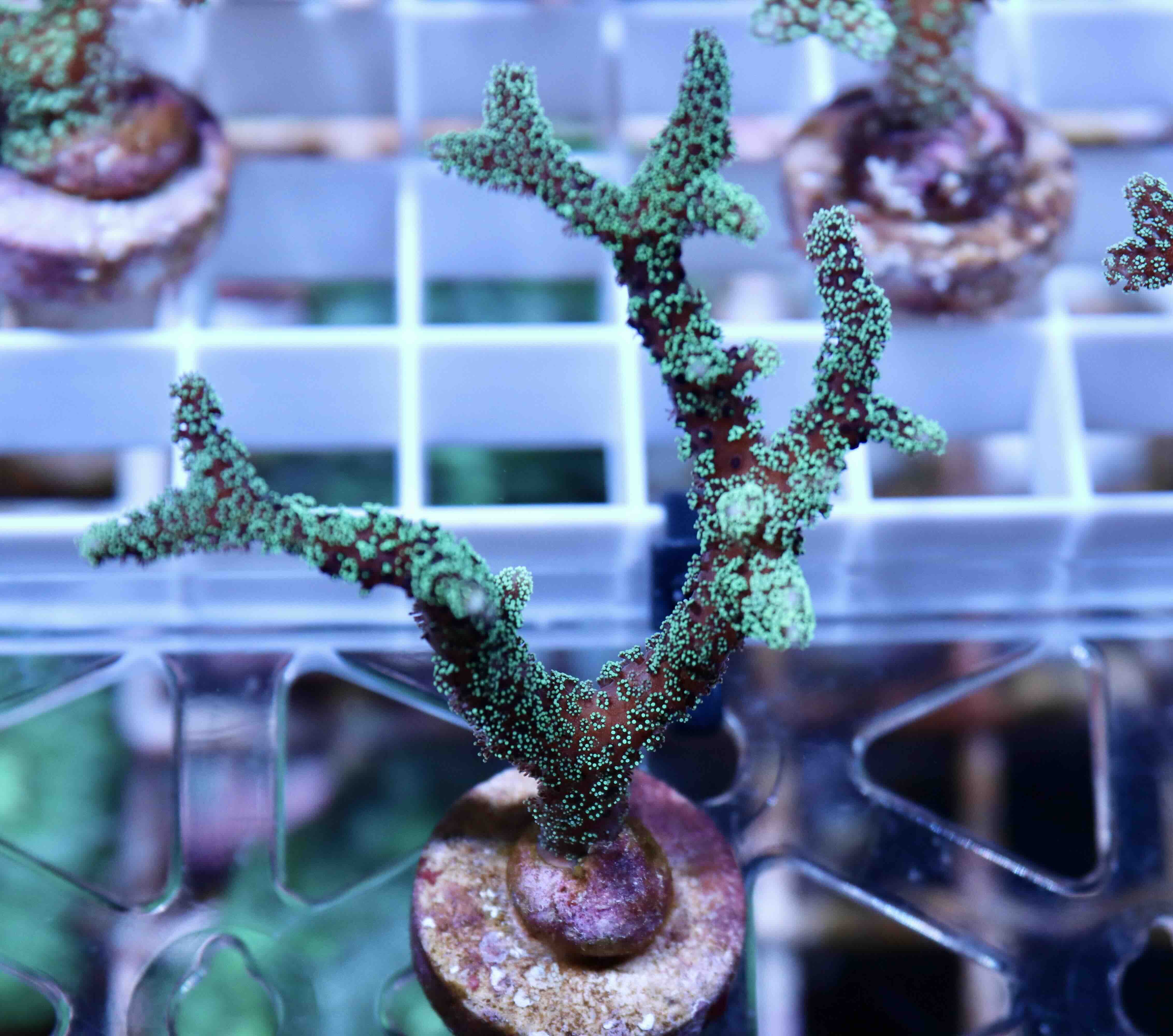 Seriatopora caliendrum green (S/M), WYSIWYG05.03