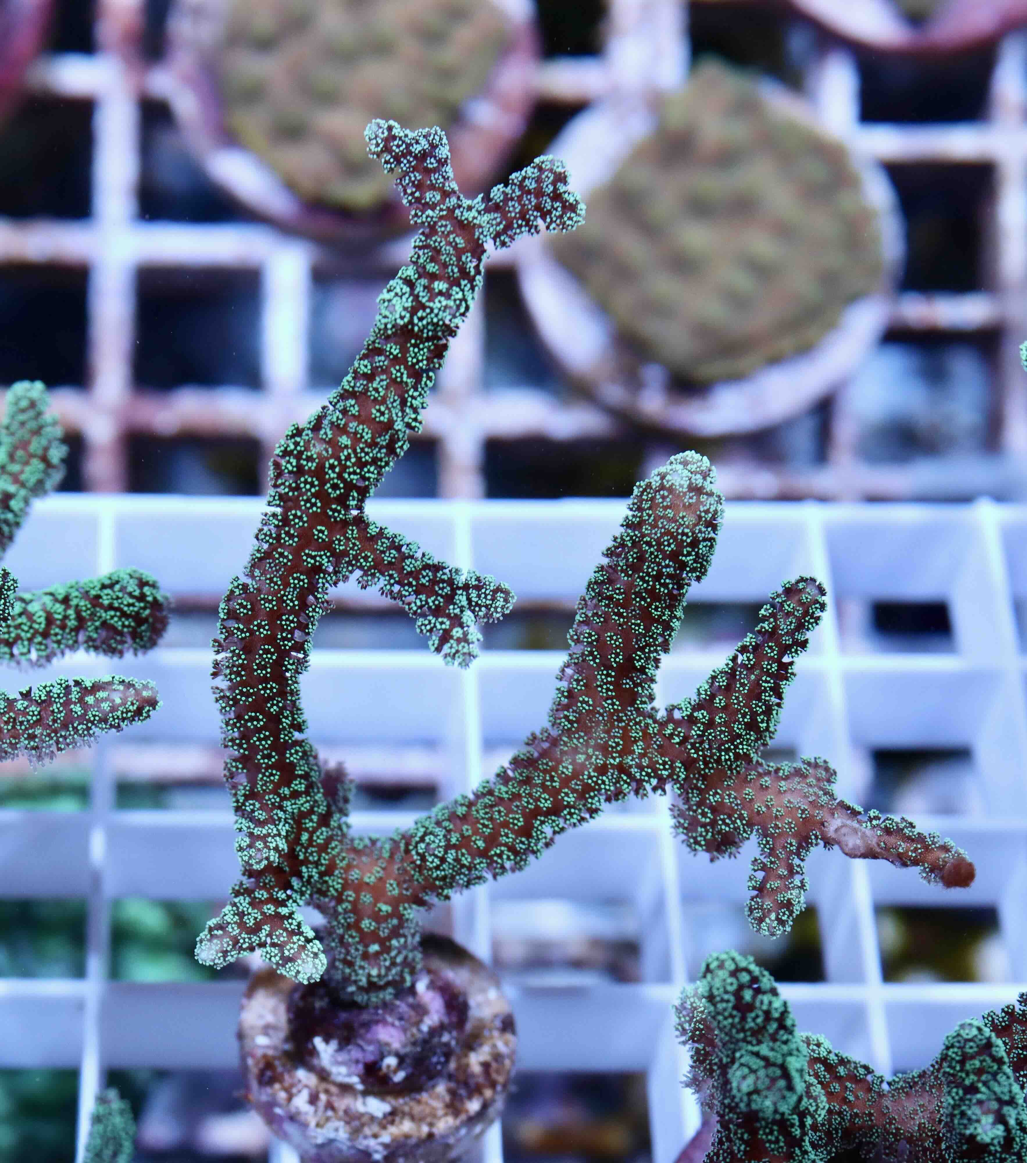 Seriatopora caliendrum green (S/M), WYSIWYG05.04