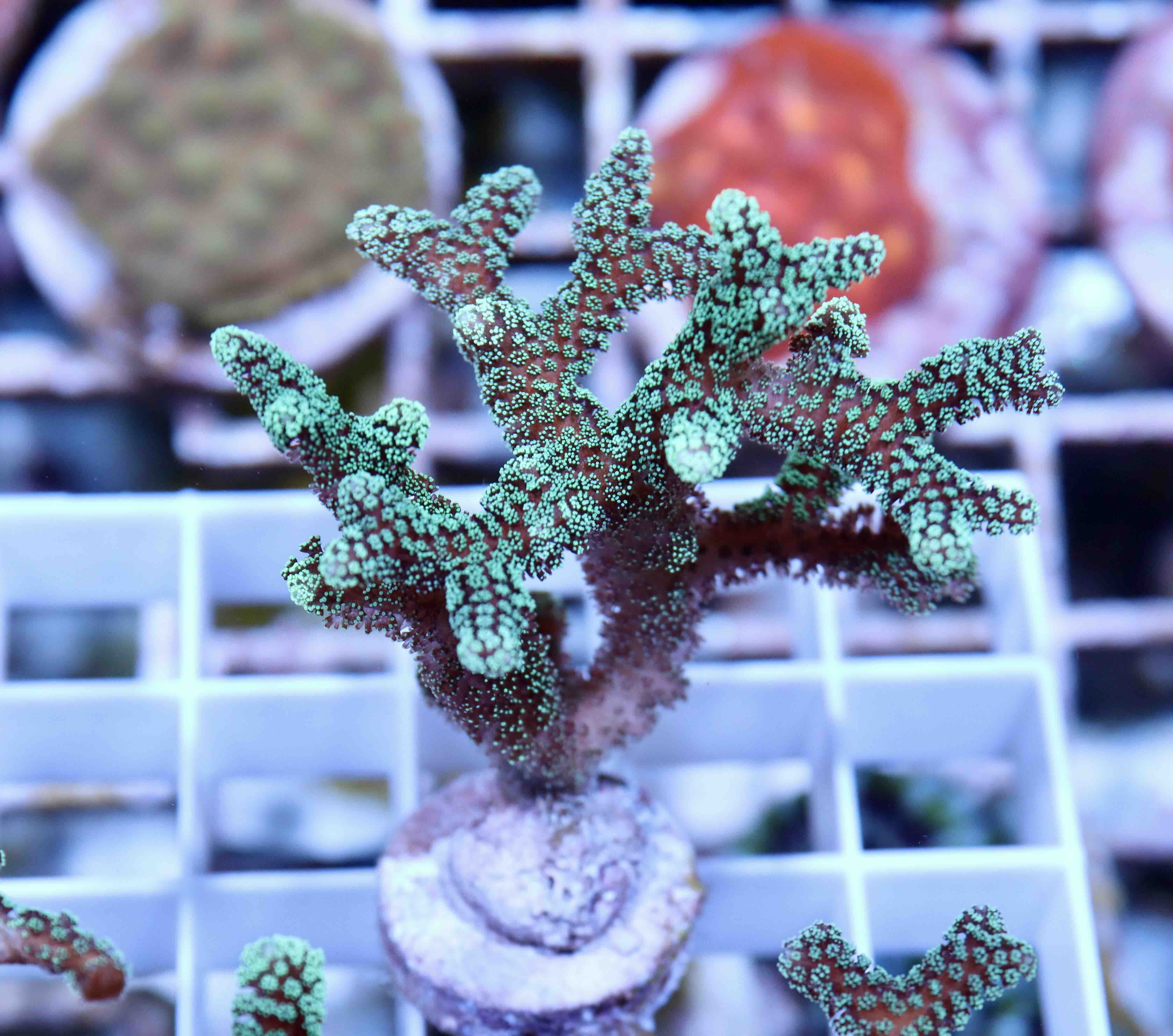 Seriatopora caliendrum green (S/M), WYSIWYG05.05