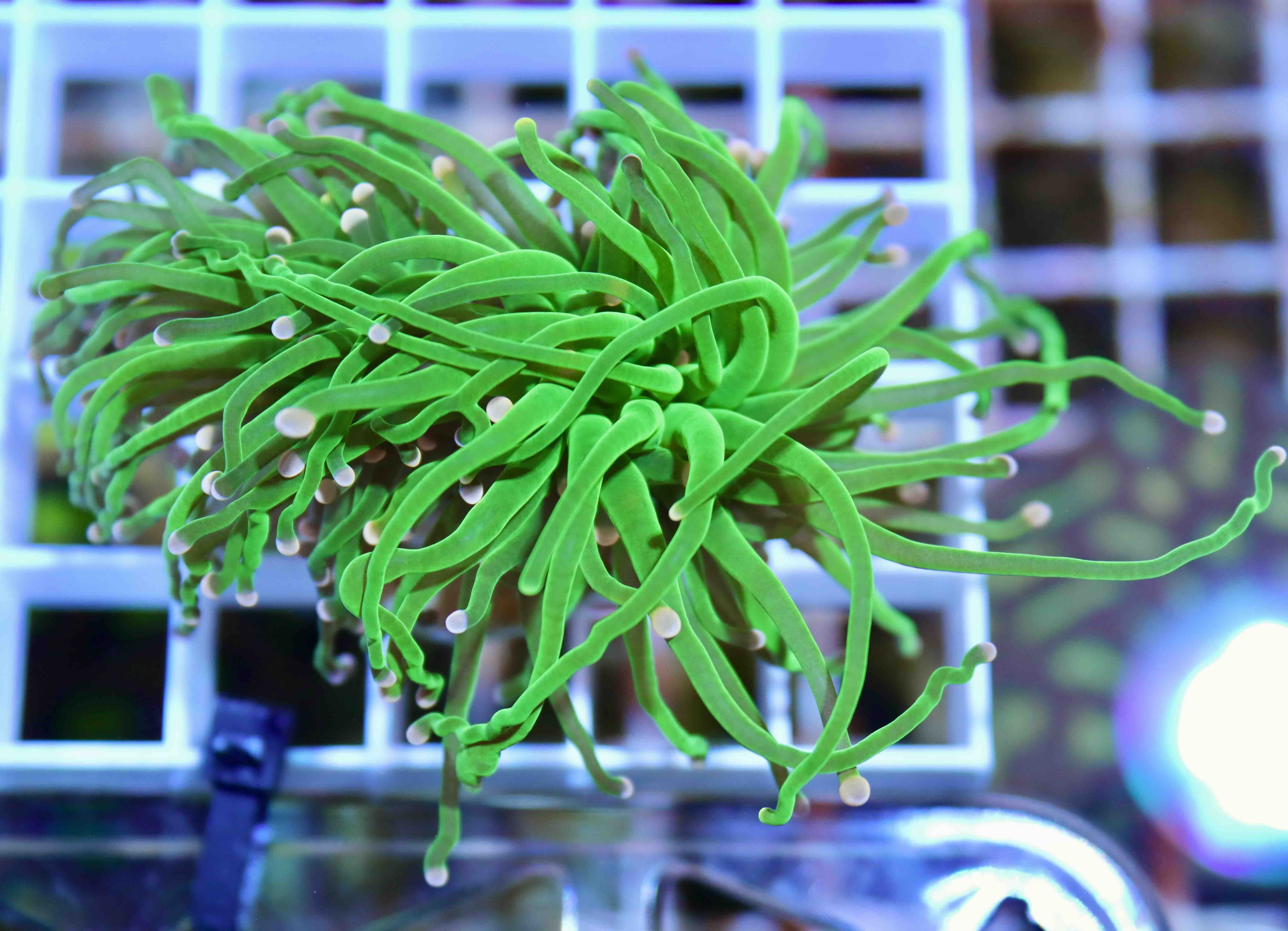 Euphyllia Glabrescens Cotton Candy (2 hlavy)
