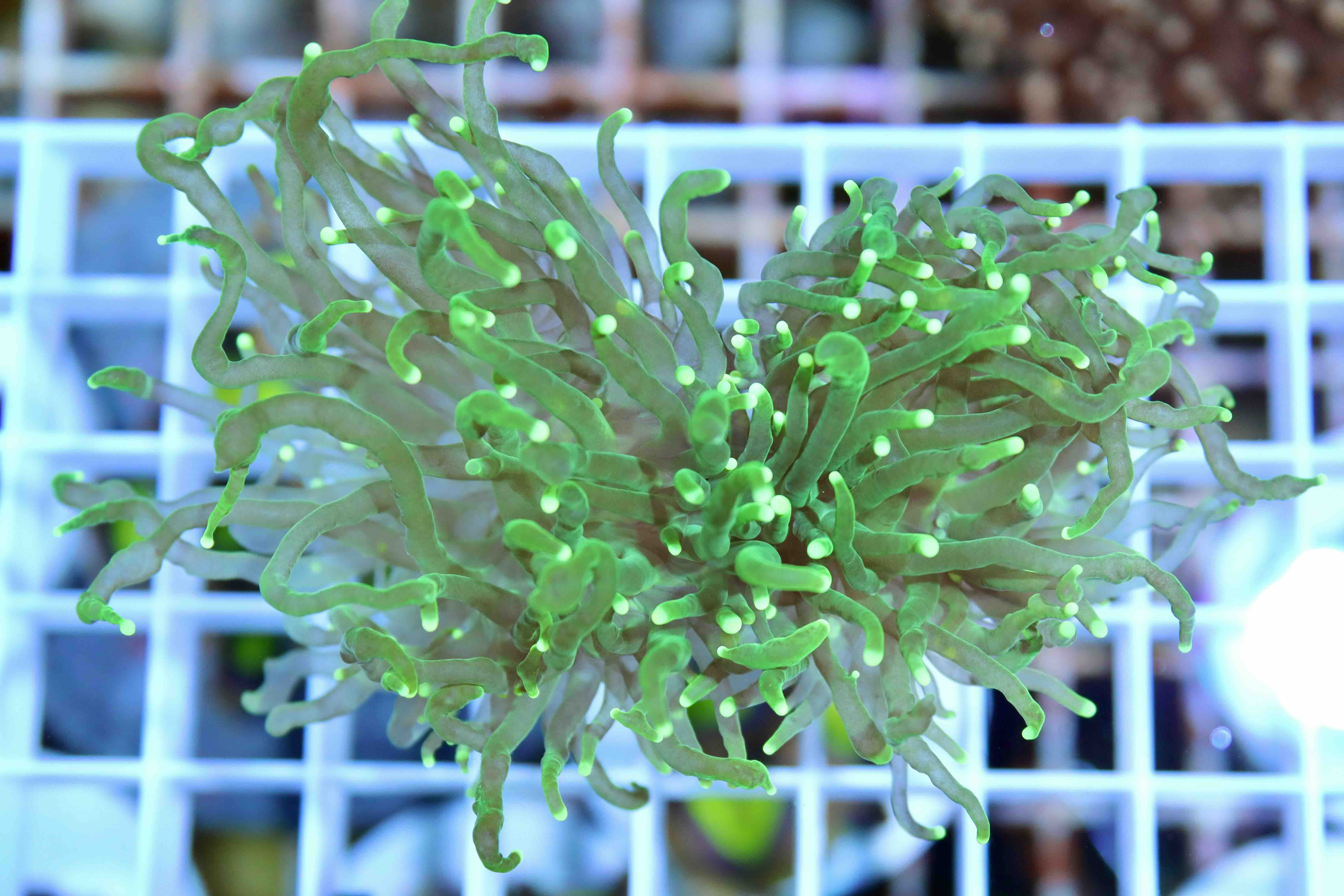 Euphyllia Glabrescens Green (2 hlavy)