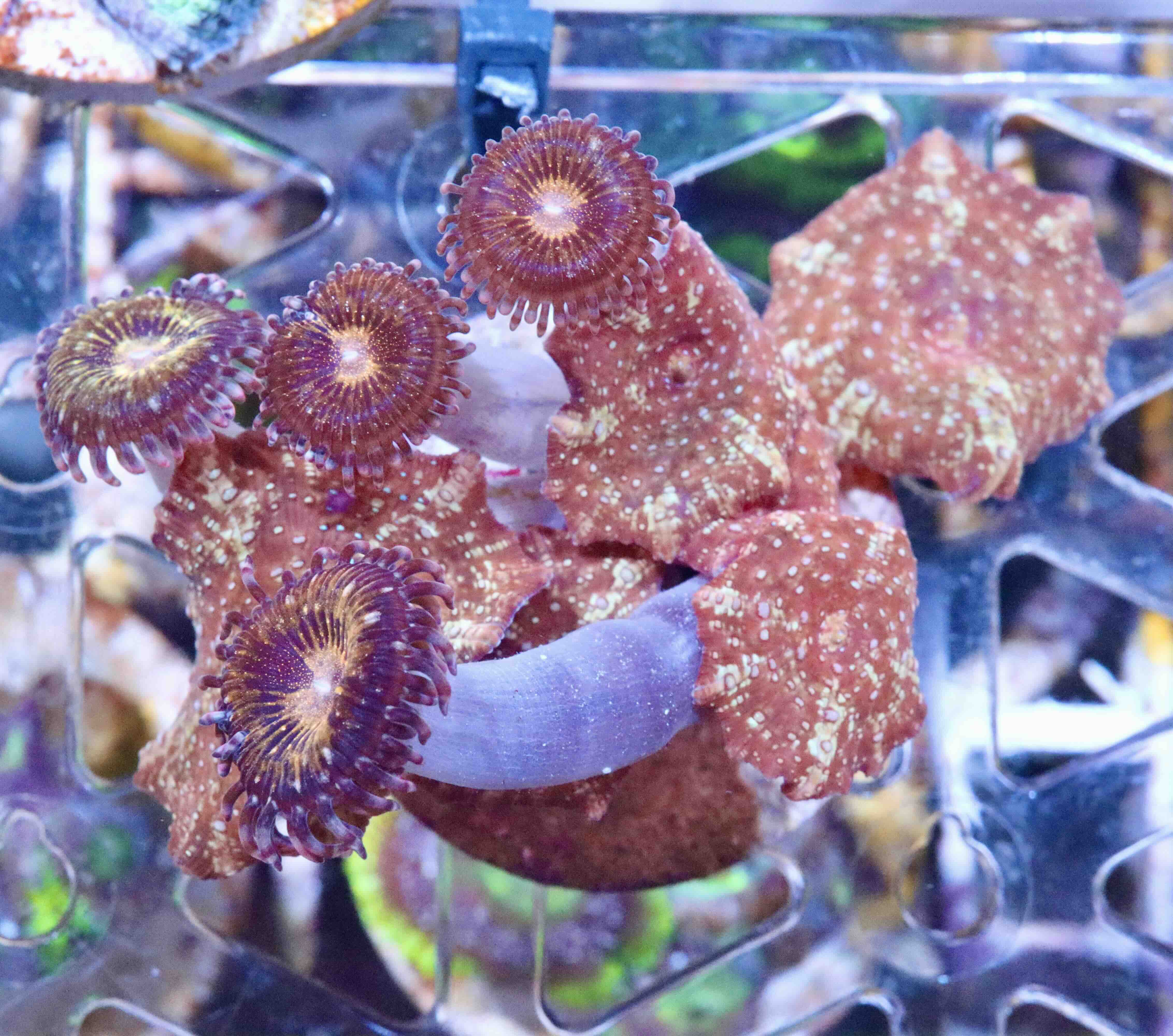 Discosoma + Zoanthus, WYSIWYG122,21