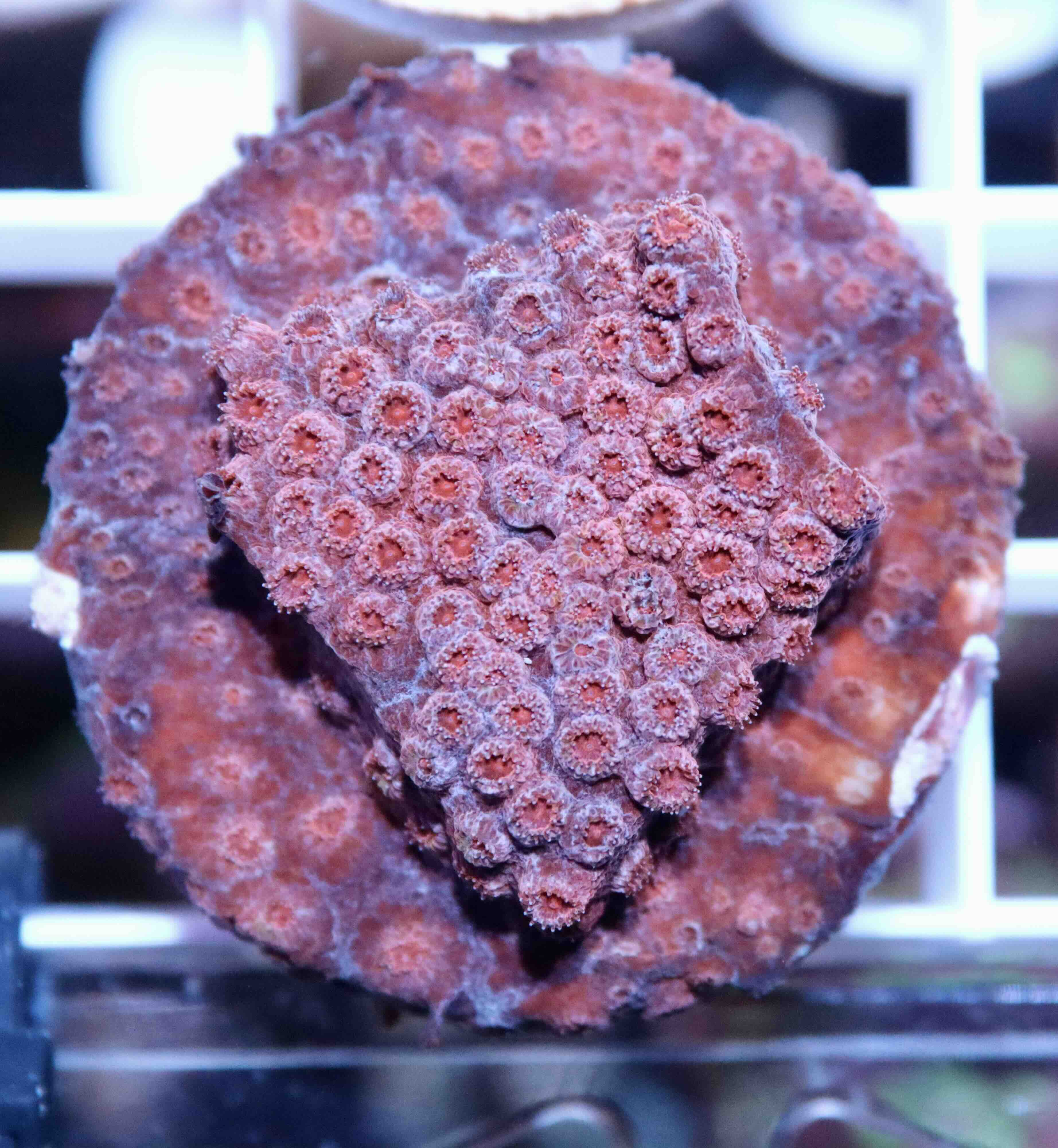 Cyphastrea Blood Red (S/M)